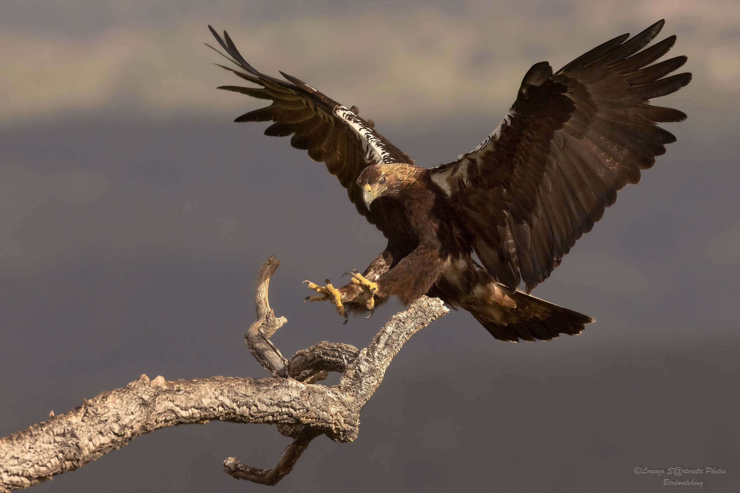 Iberian imperial eagle