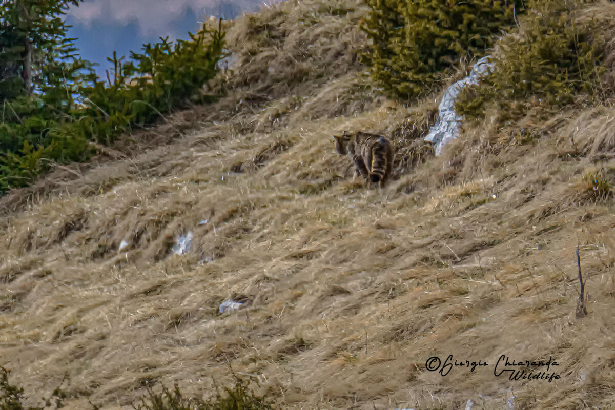 Wild cat (Felix silvestris)