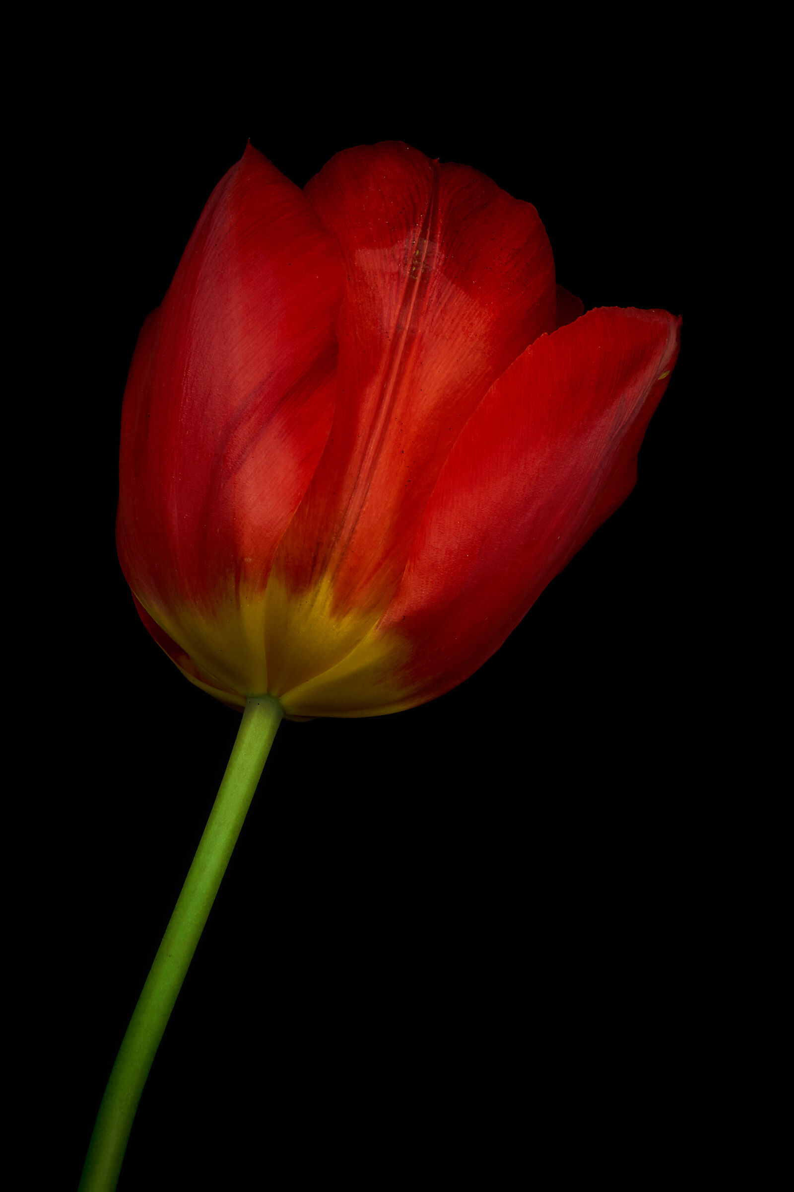 Tulip