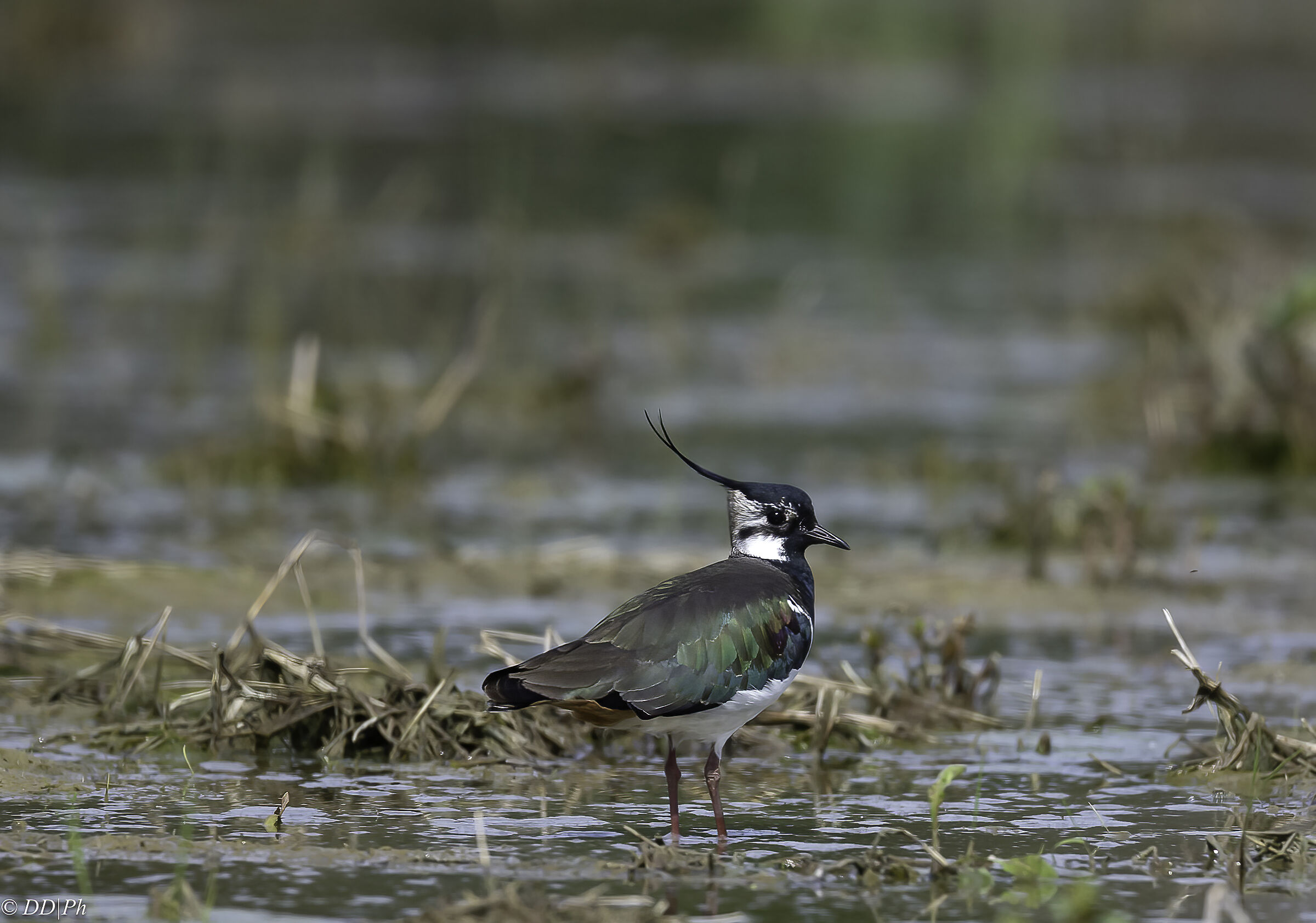 Lapwing