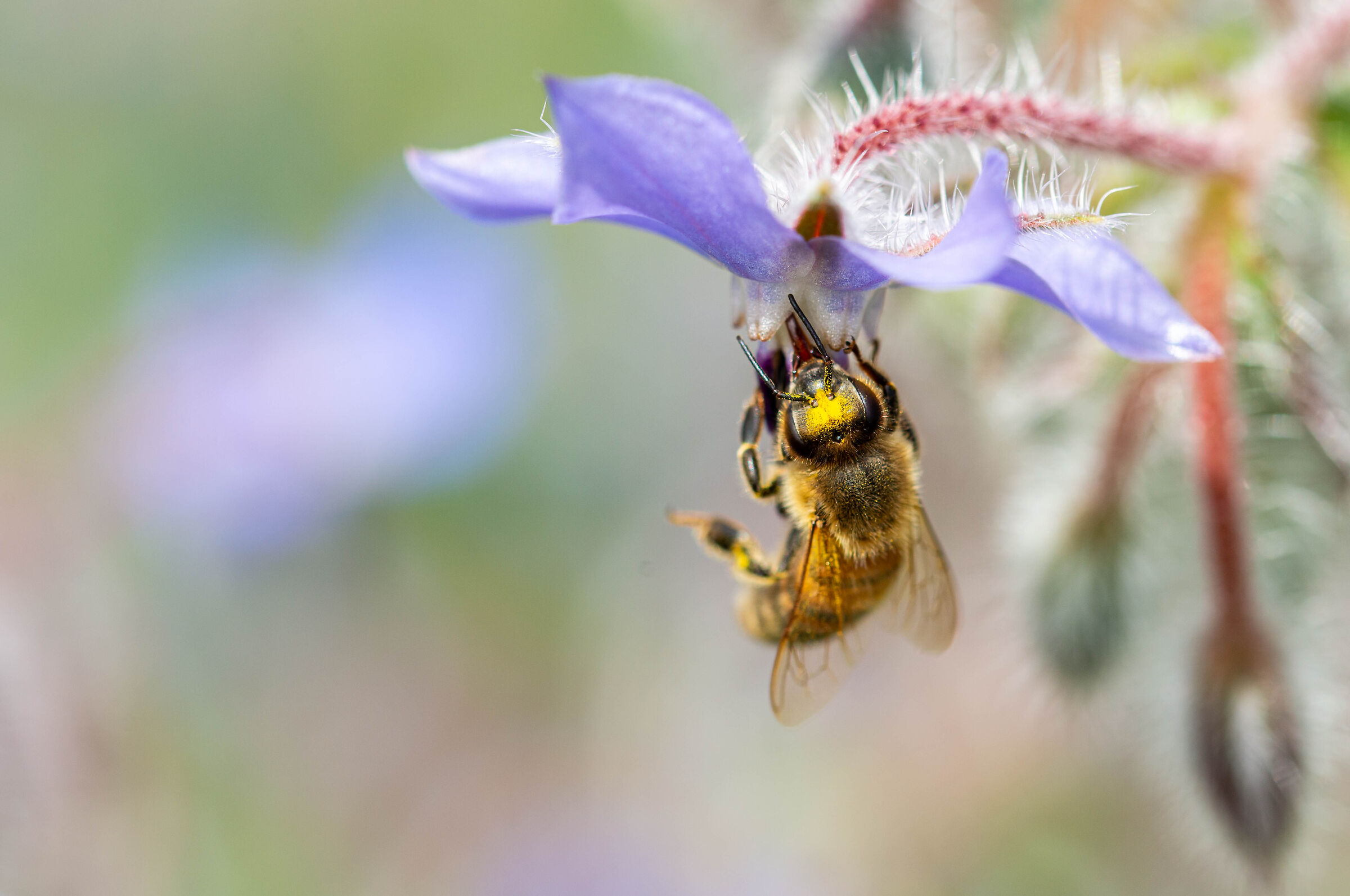 Bee and borage