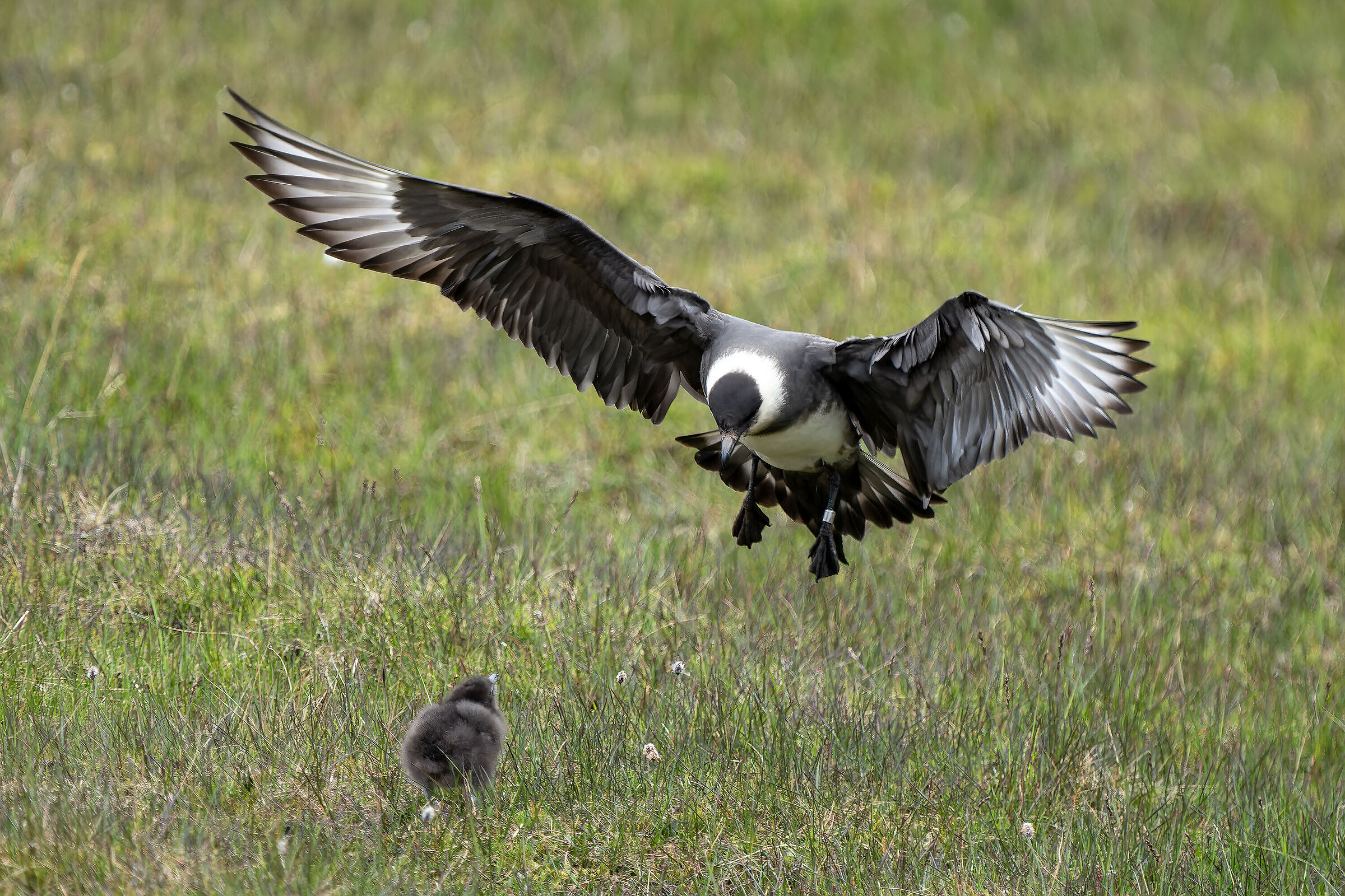 Sto arrivando , piccolo