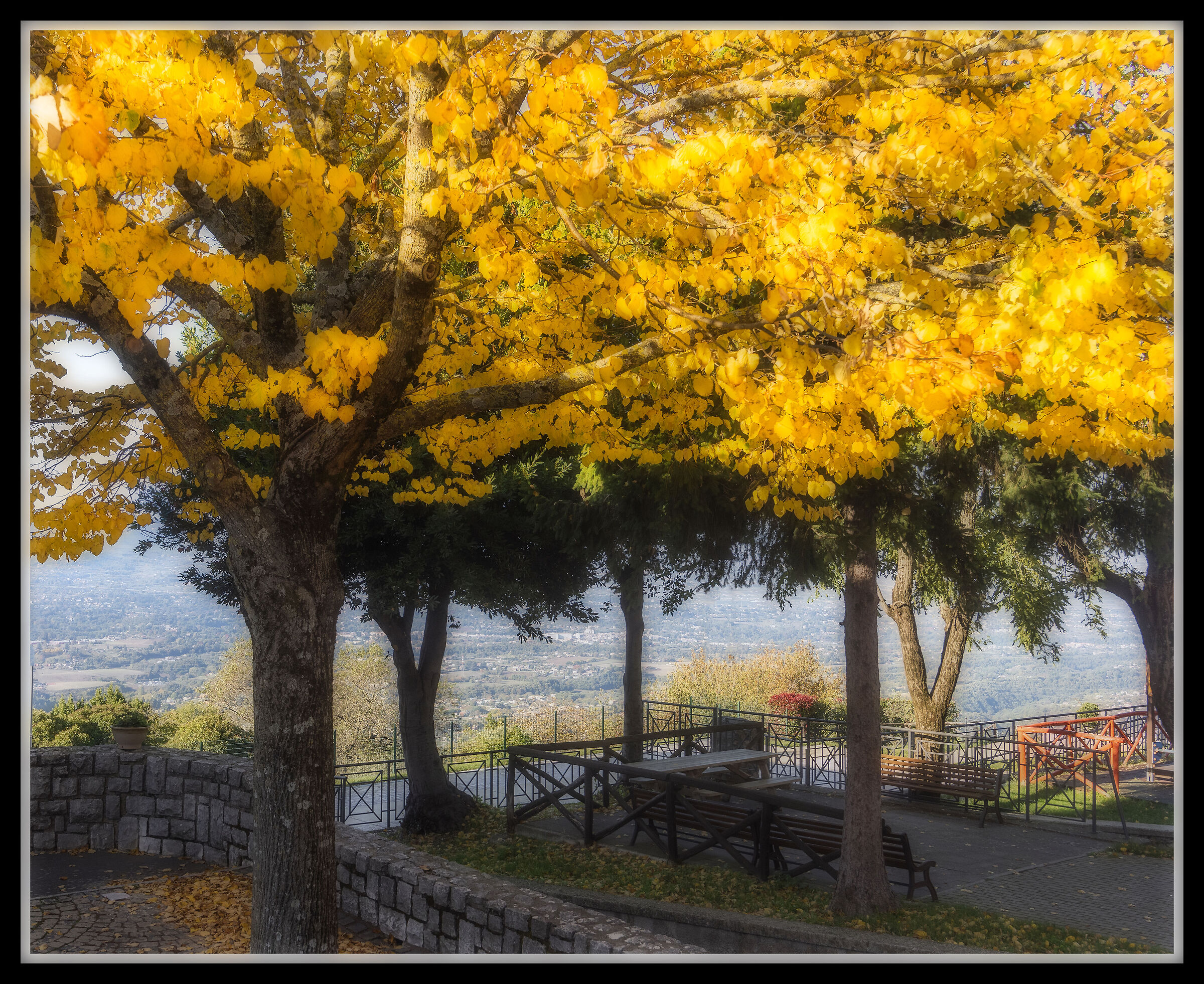 Giallo Giallo - Orton