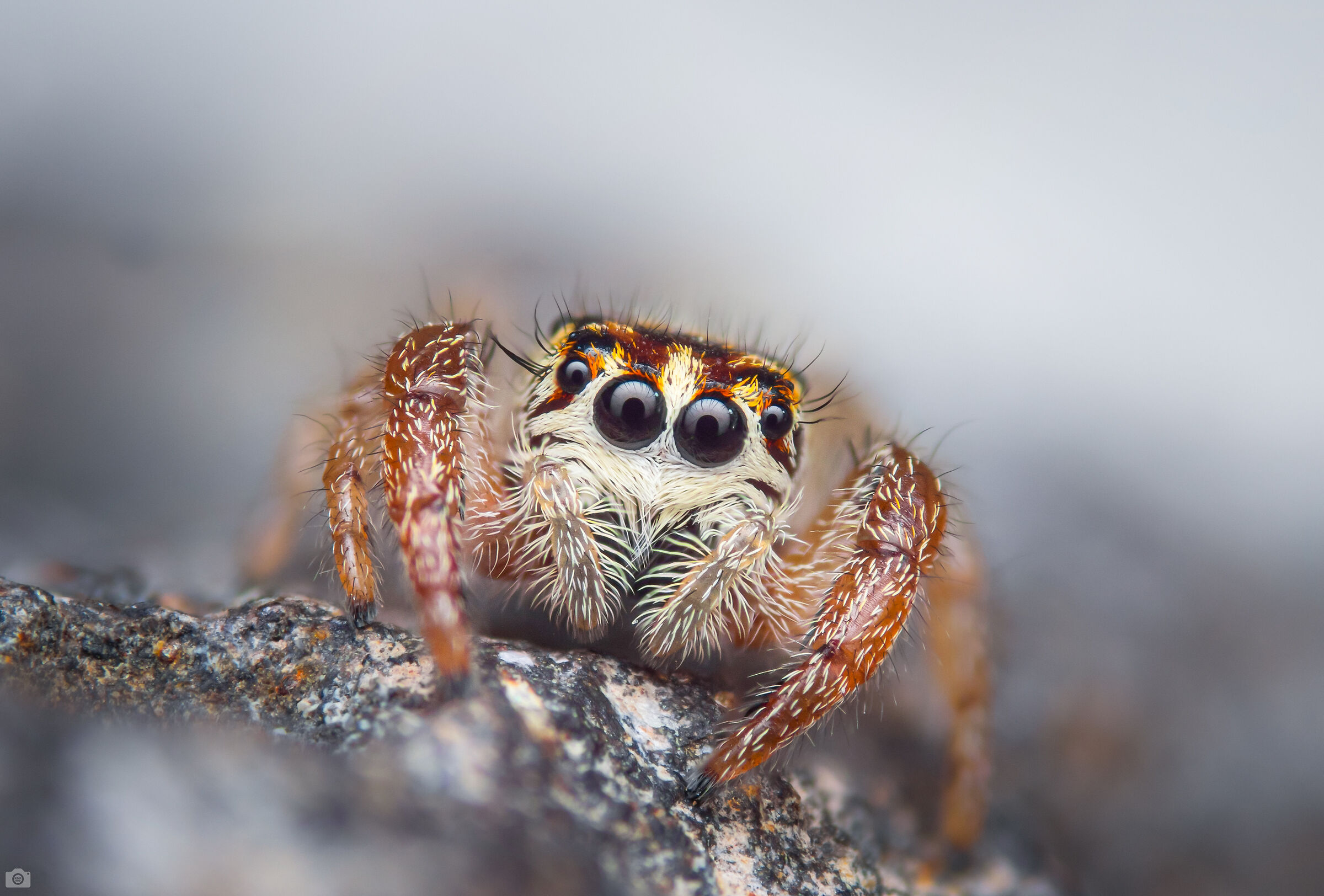 Macaroeris nidicolens