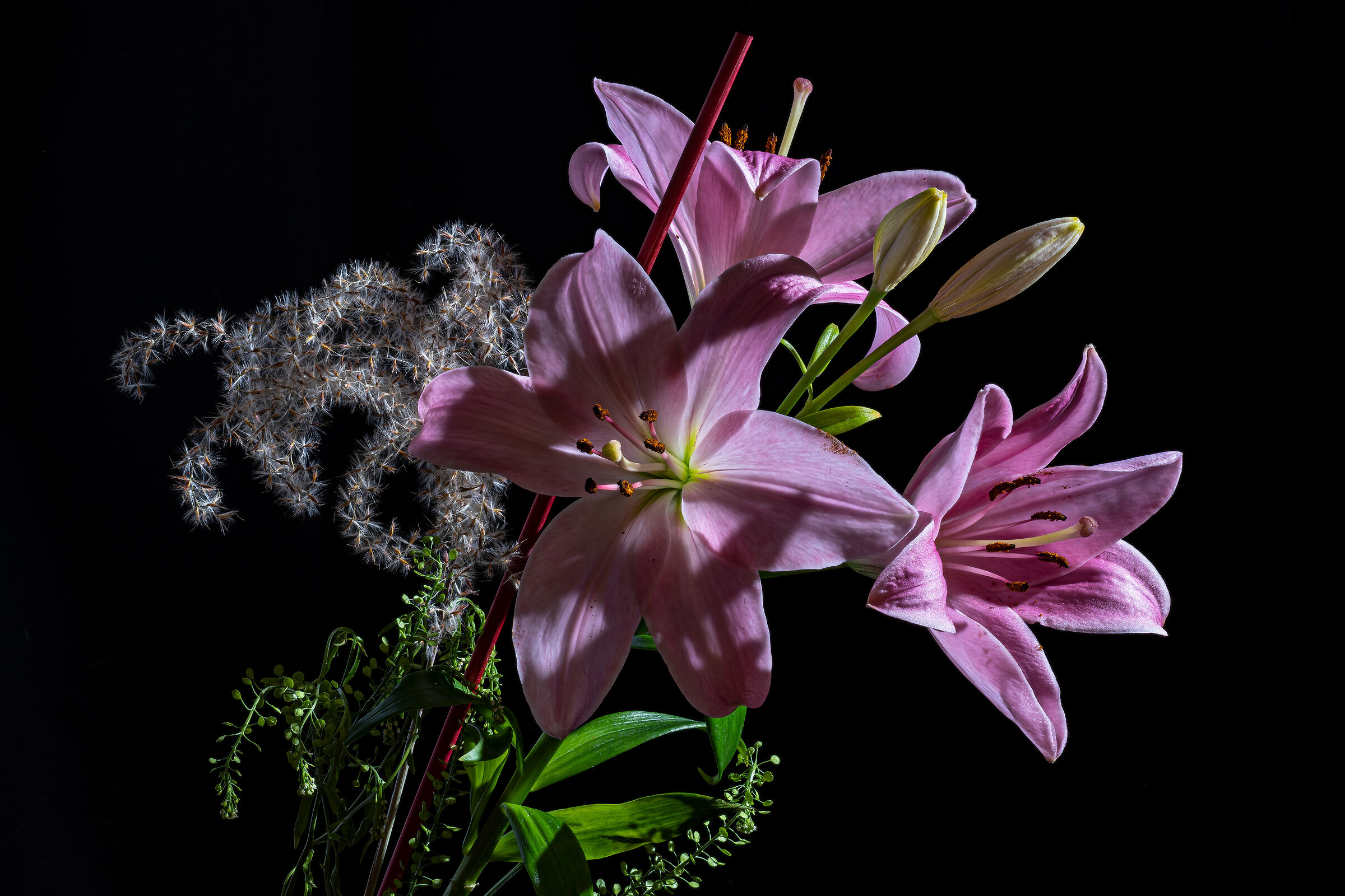 Lilium