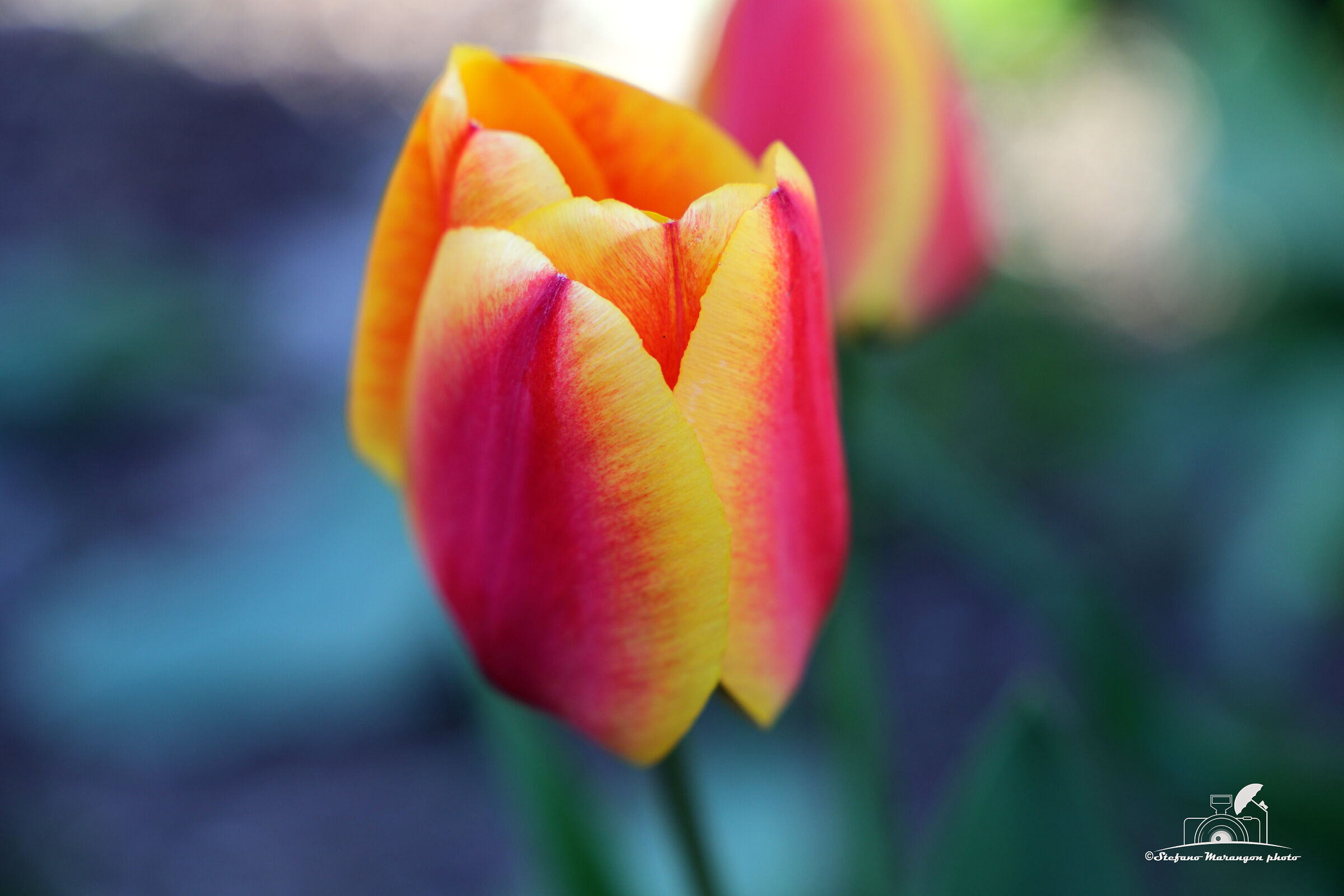 COLORS