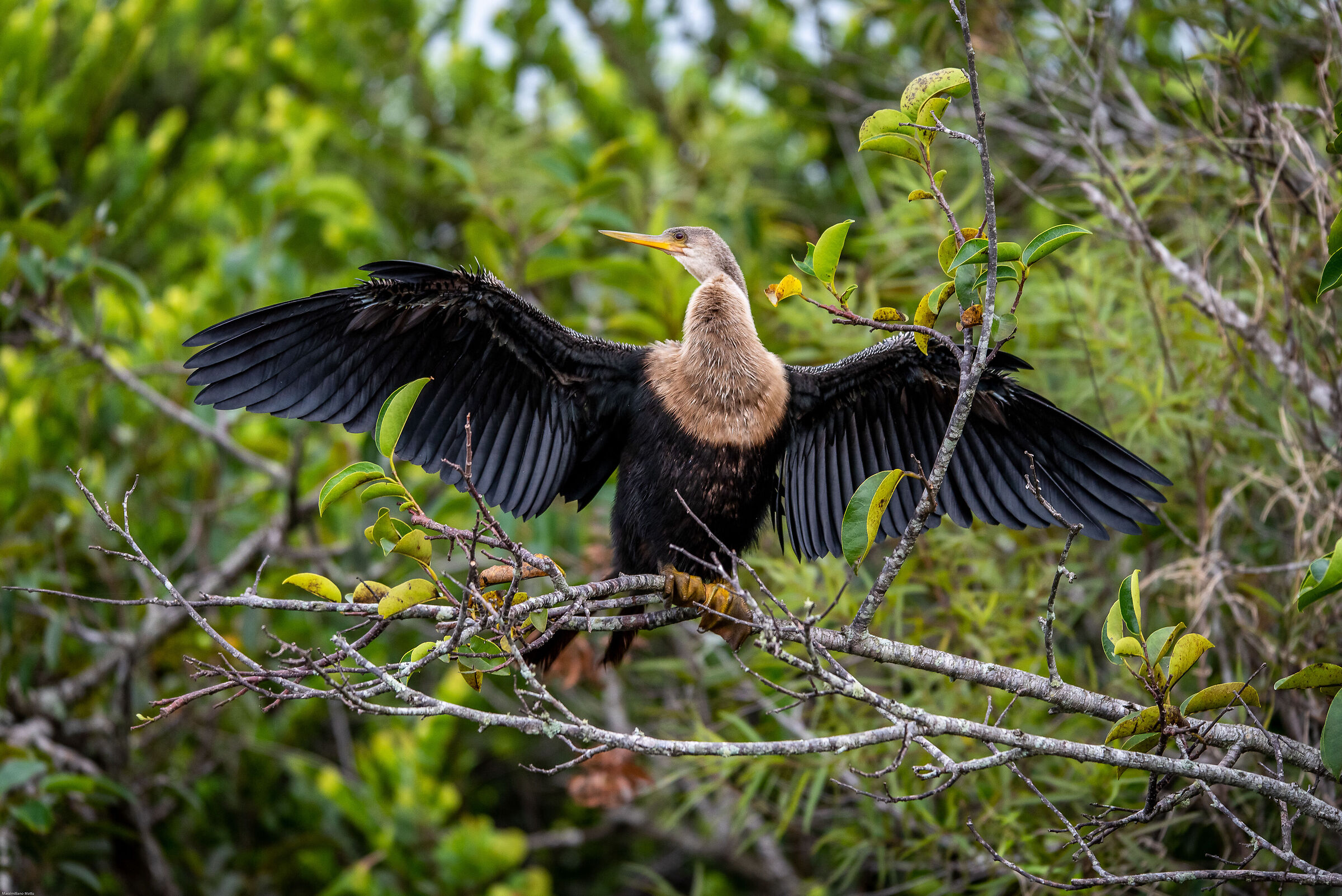 Aninga in dryer mode