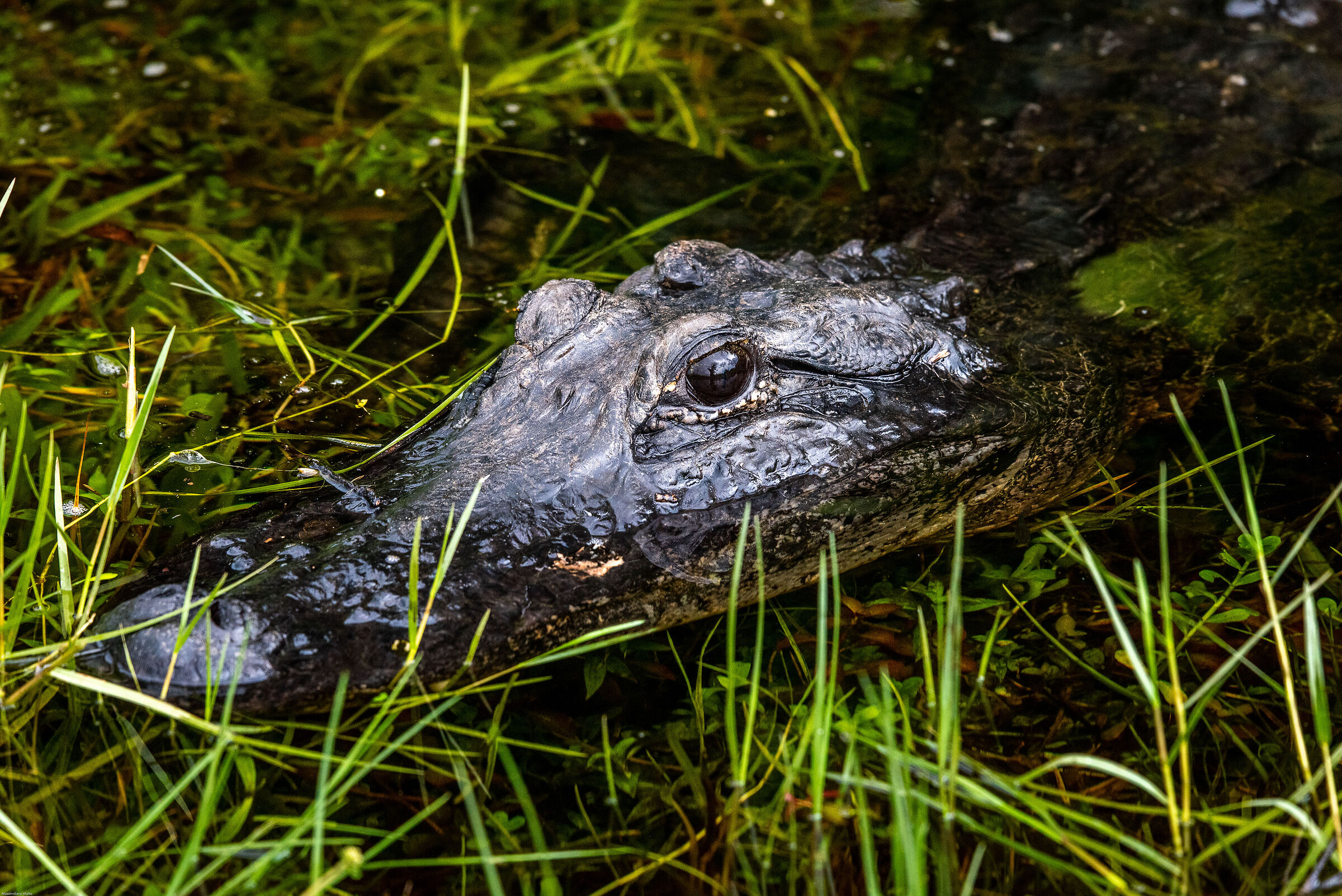 An alligator look...