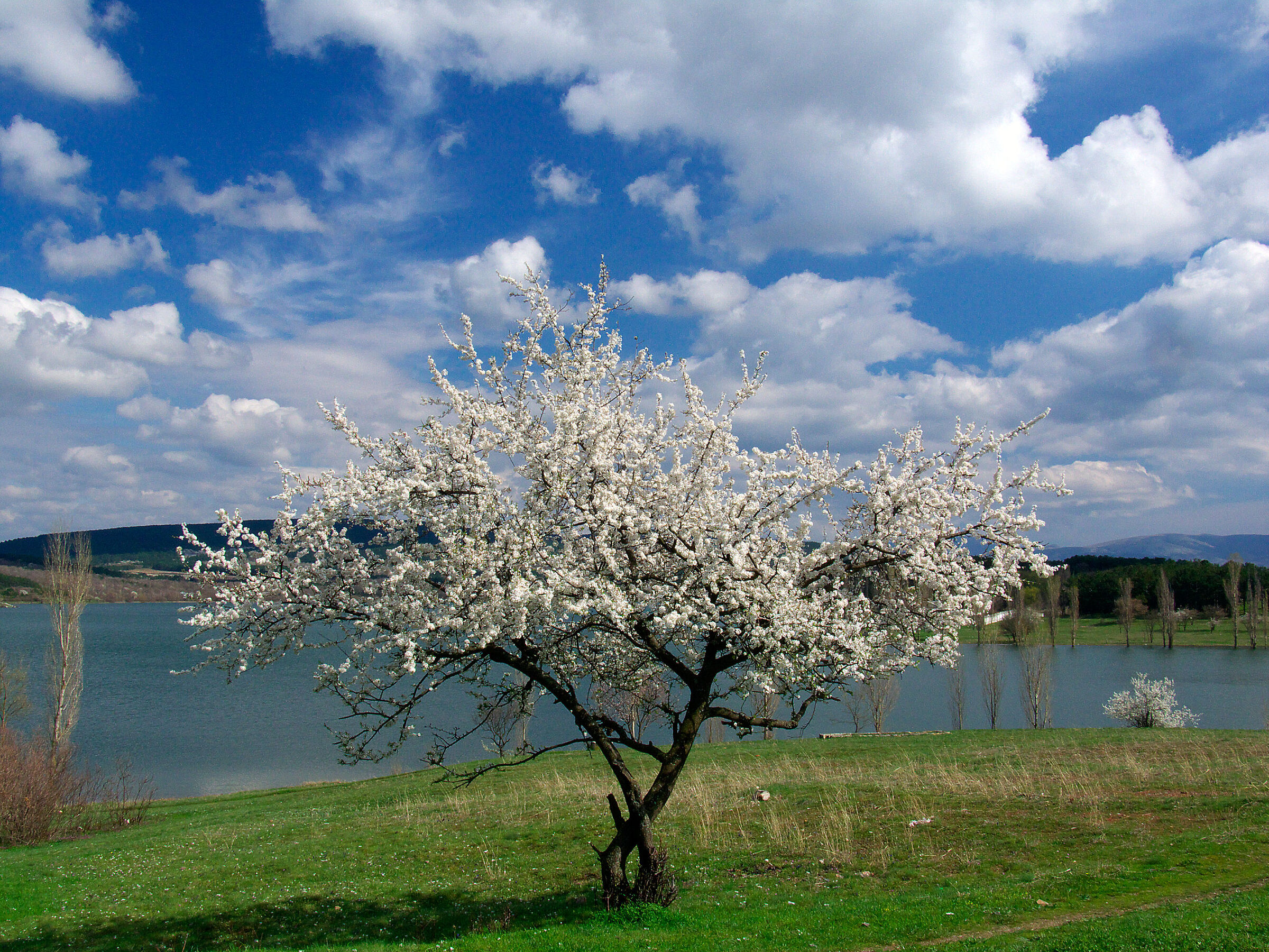 eternal spring