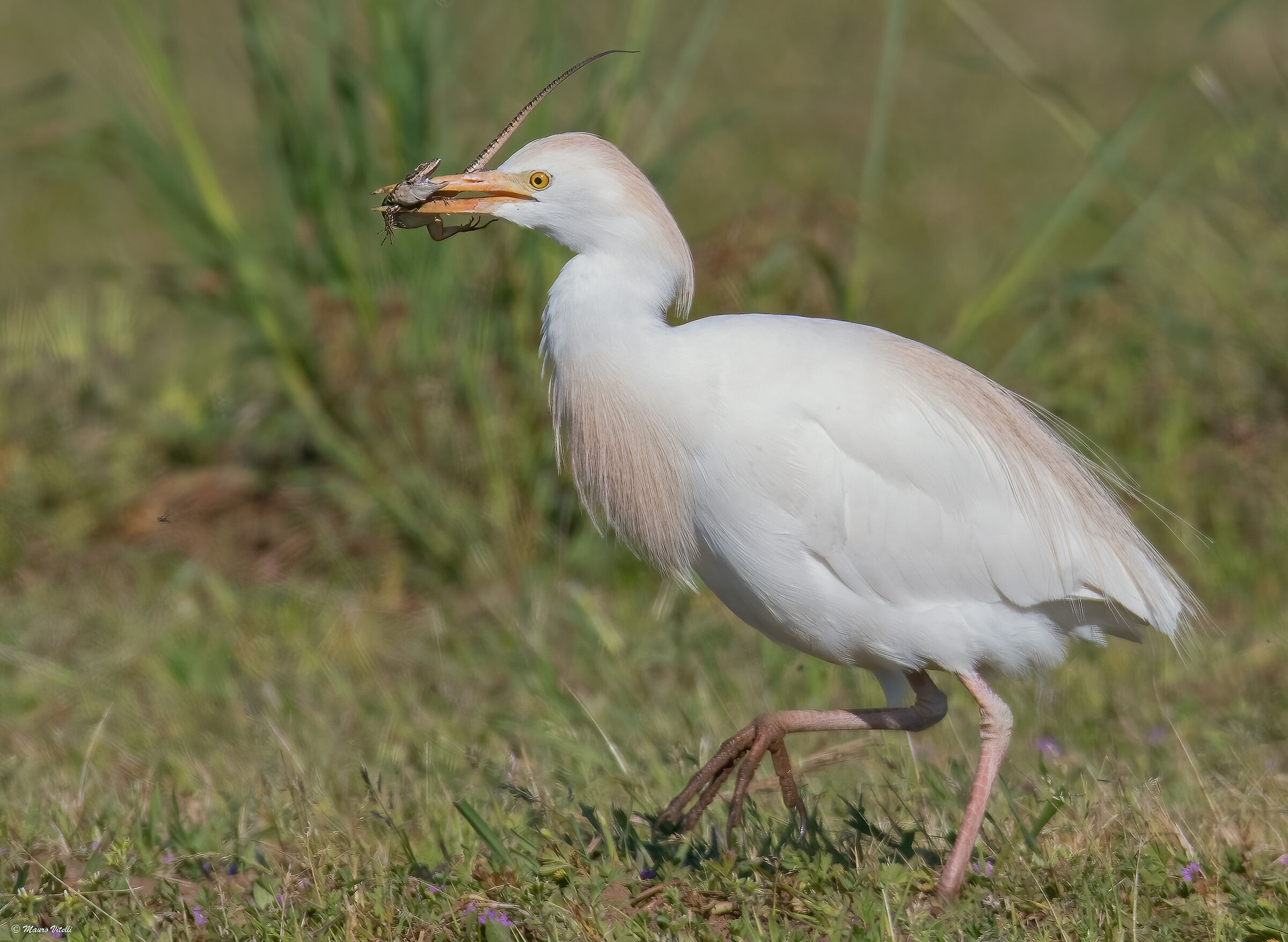 Cattle heron (Bubulcus ibis)