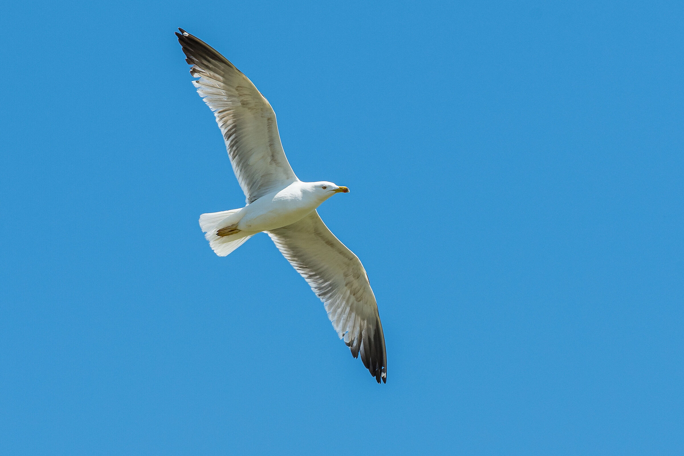 Gull
