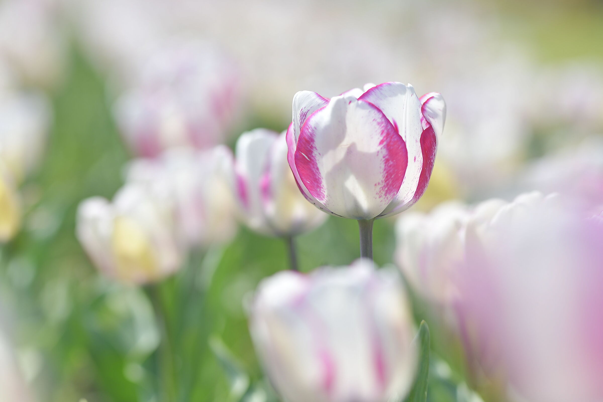 Tulipani