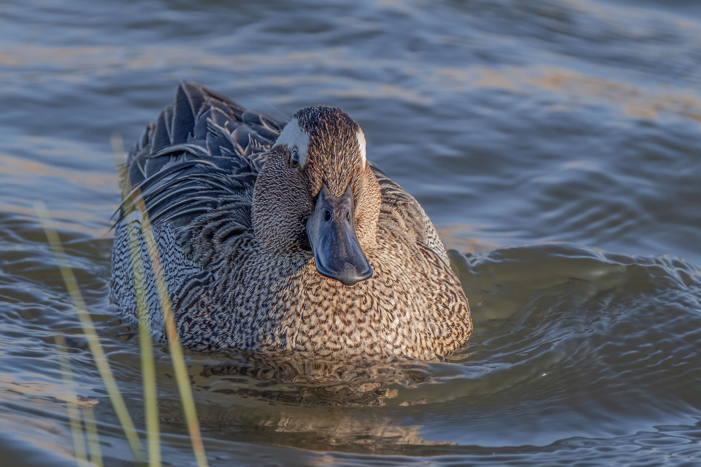 Male garganey