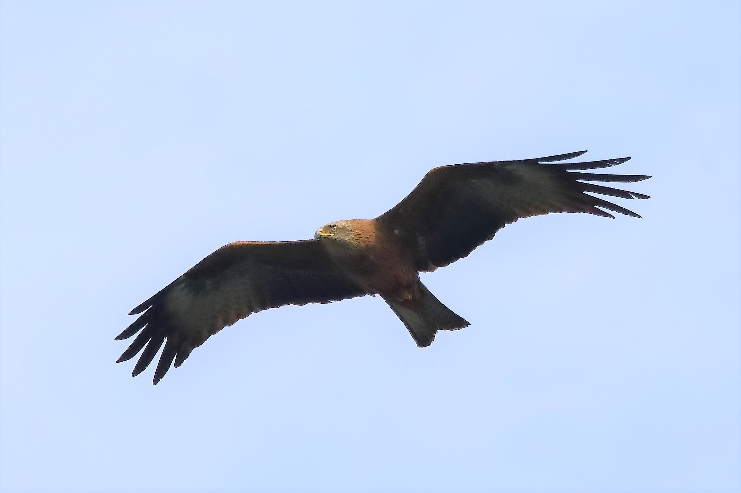 Nibbio bruno 06-04-2023