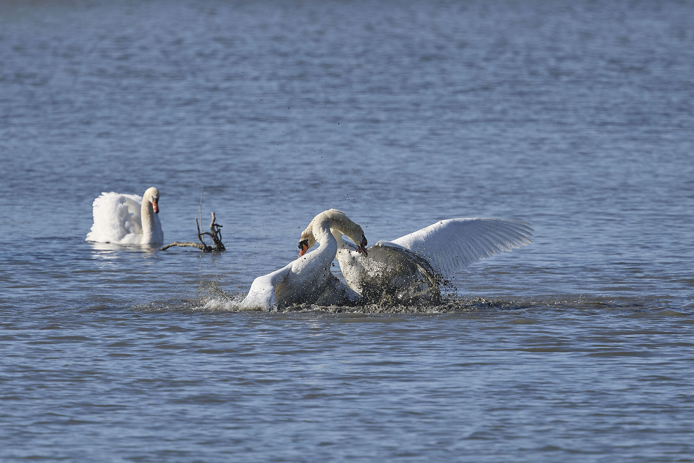 Time for loves........ and struggles!