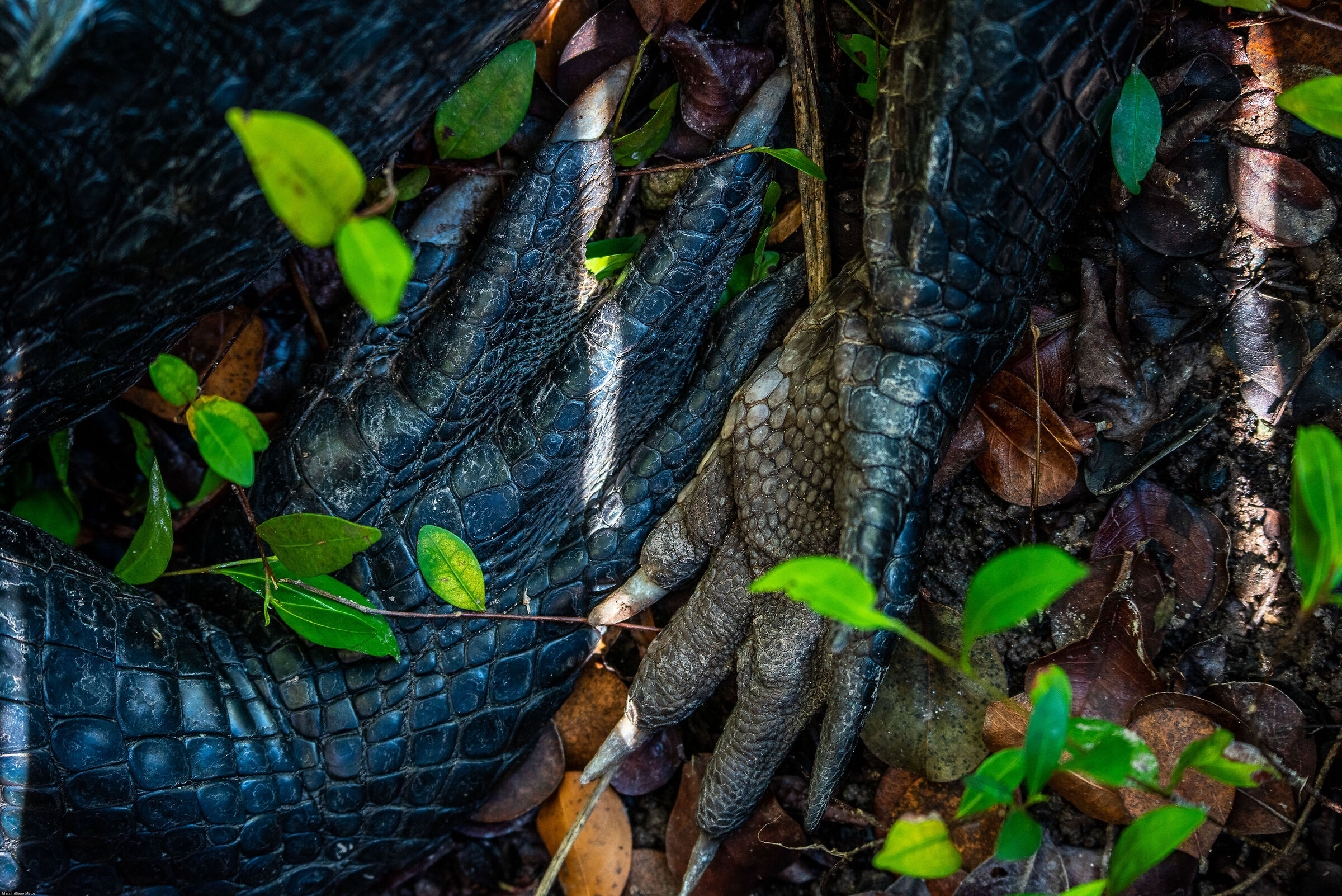 Gator's hands