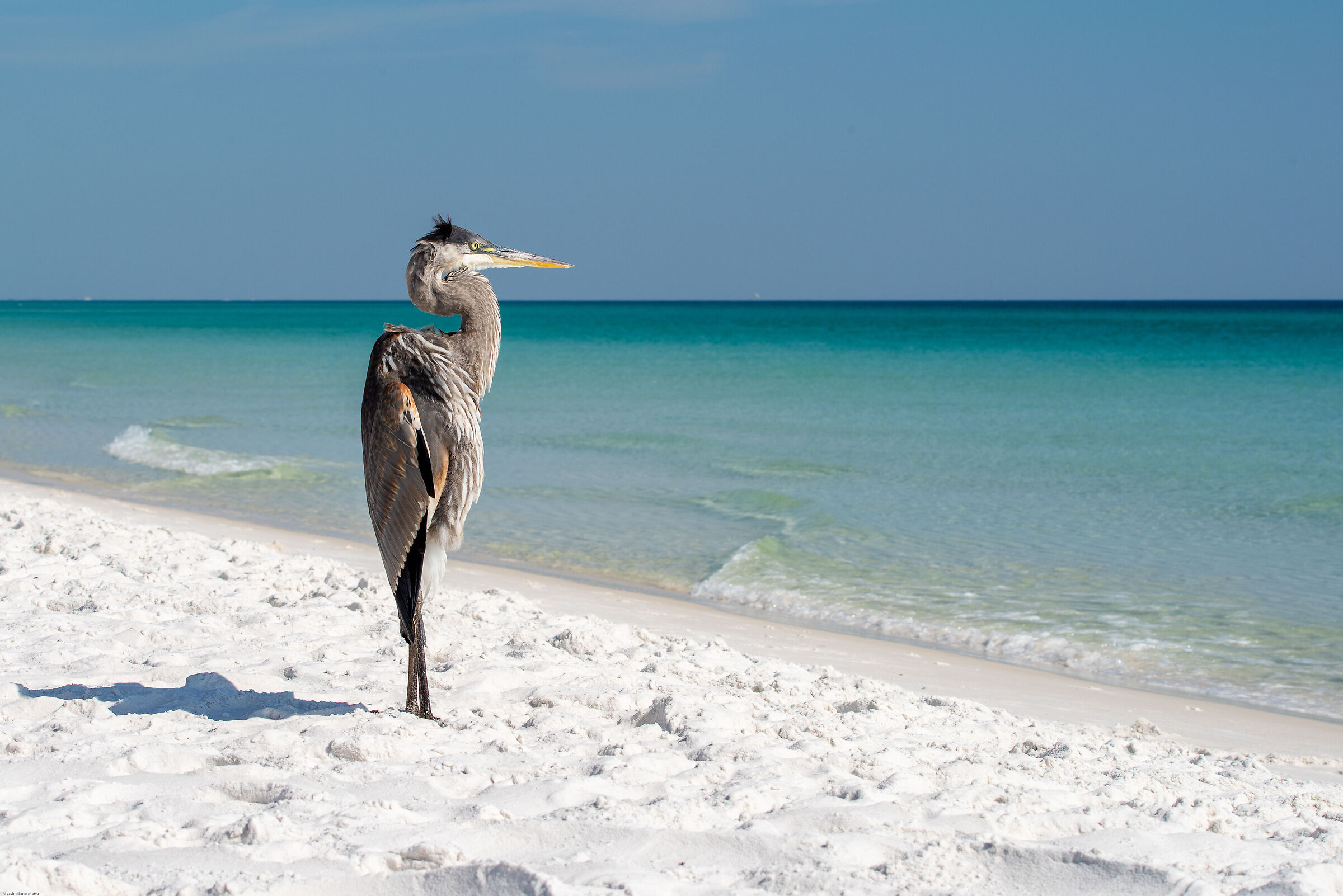 Lookout Heron