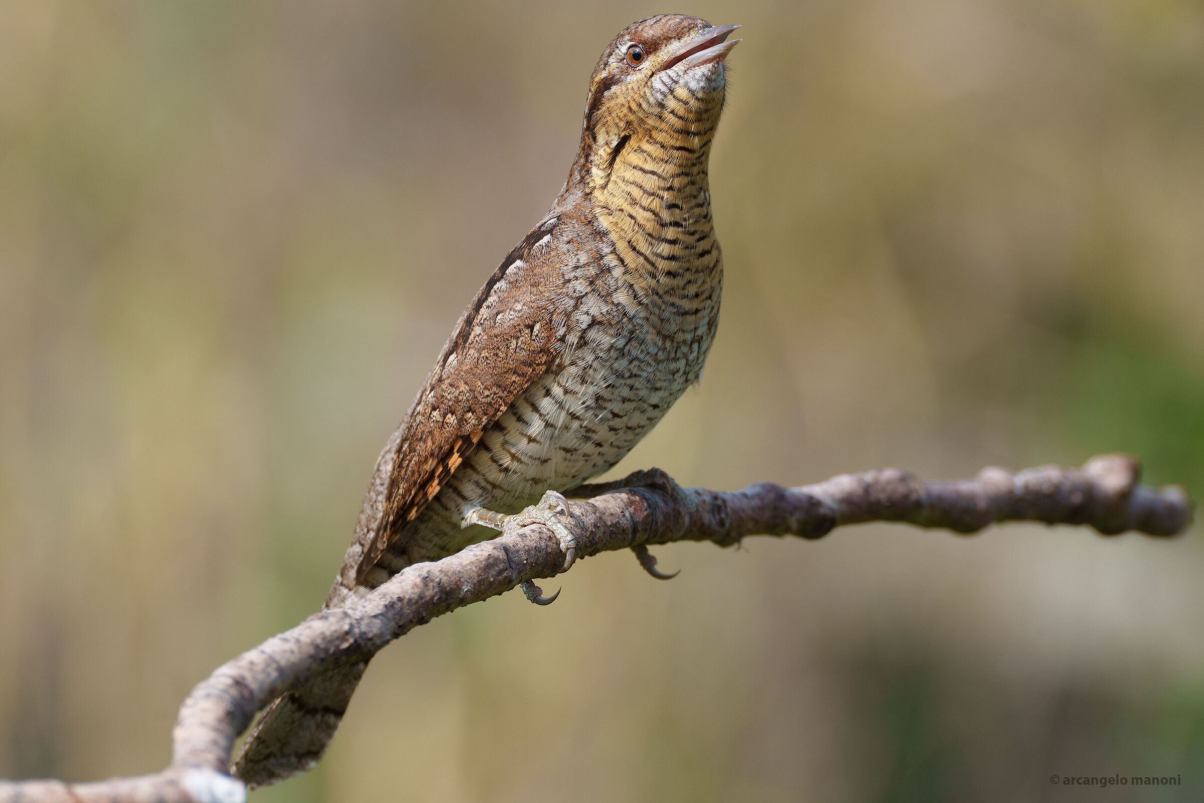 The stiff neck that sings spring