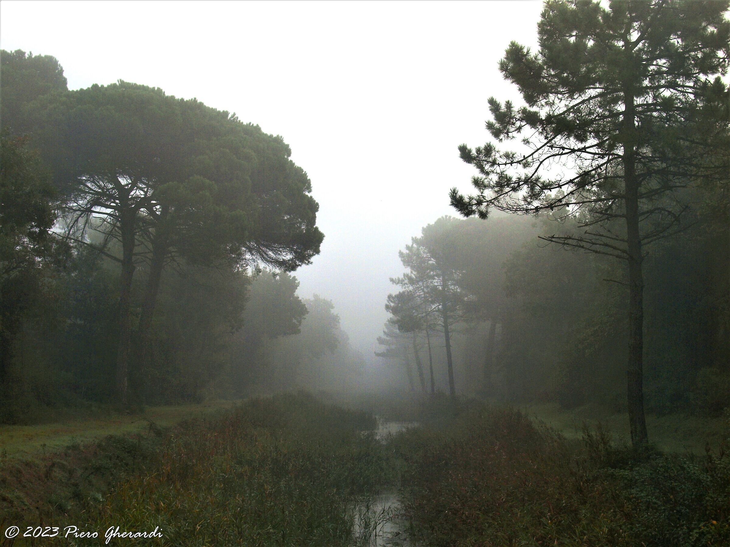 Pineta