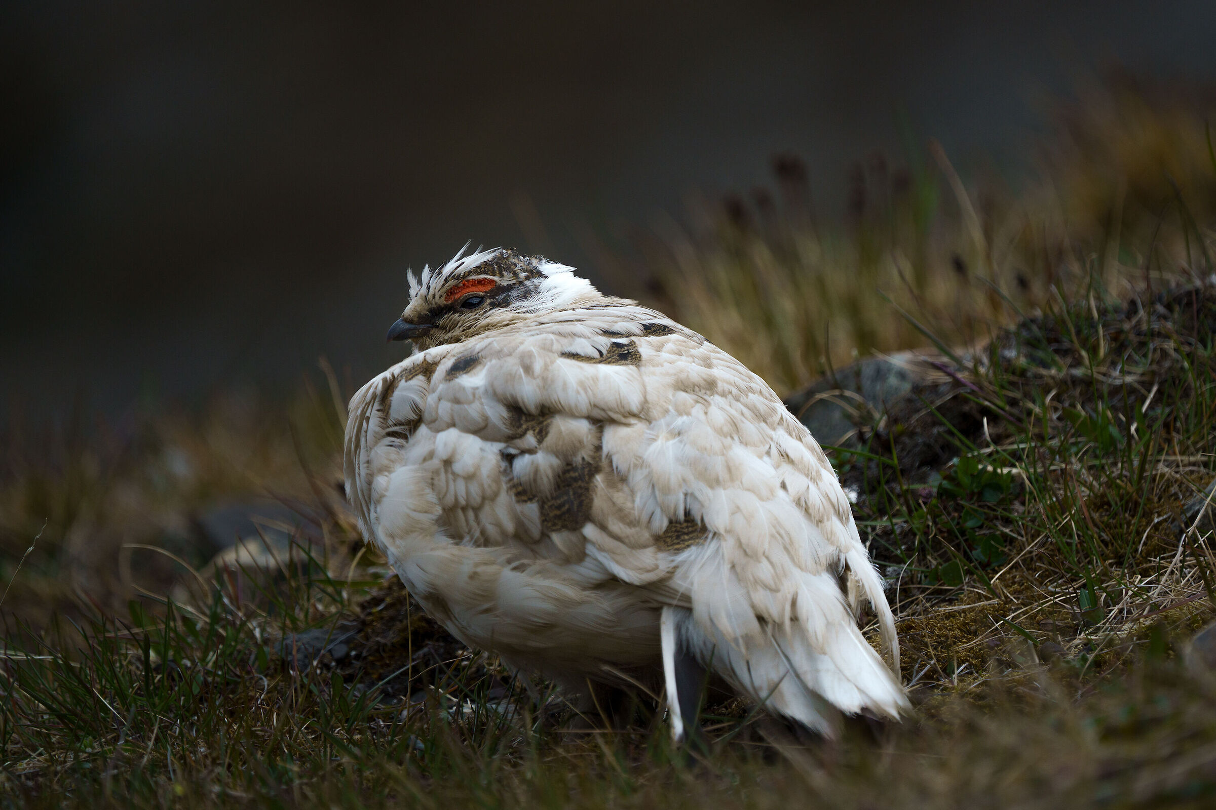 Pernice artica Svalbard