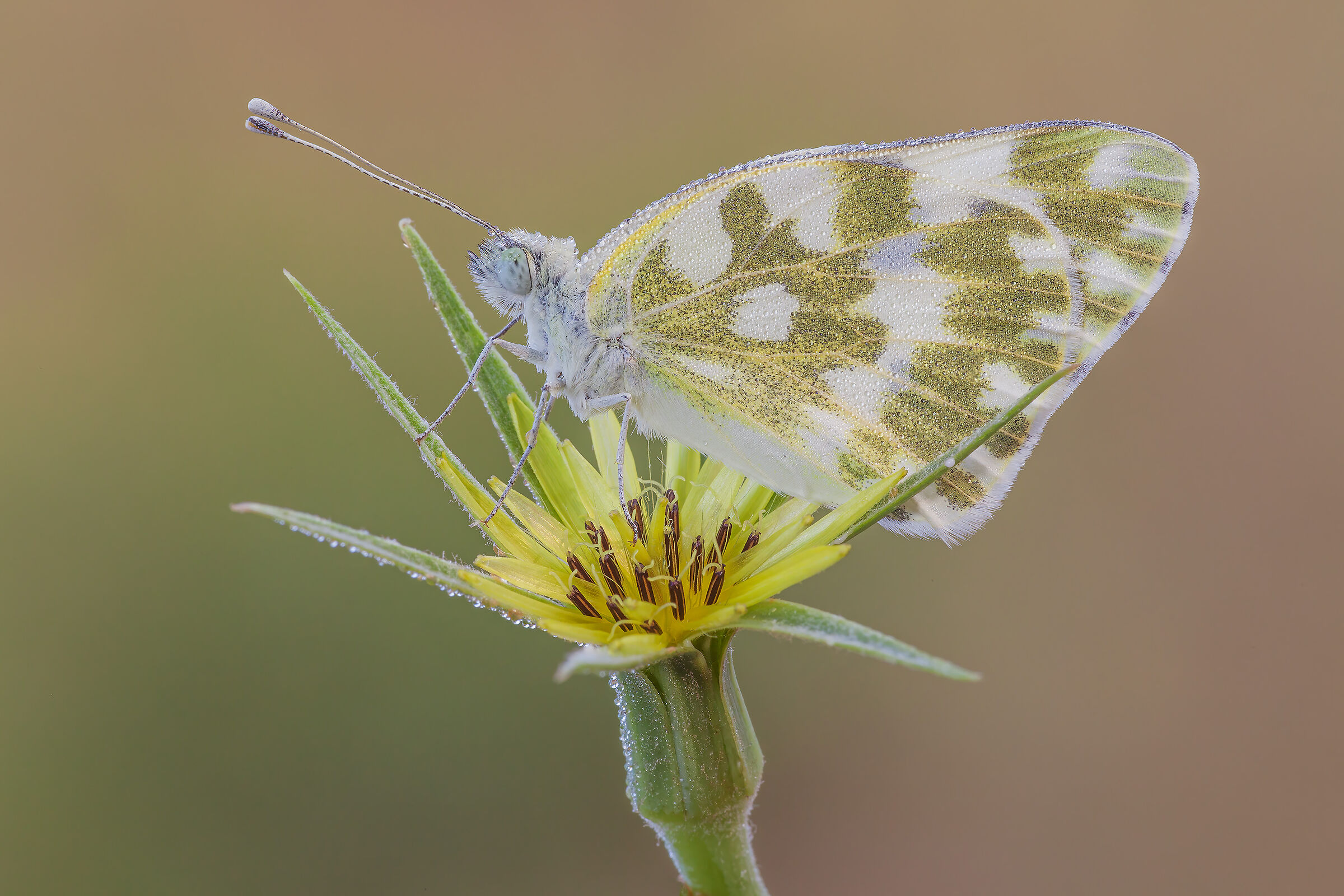 Pontia edusa