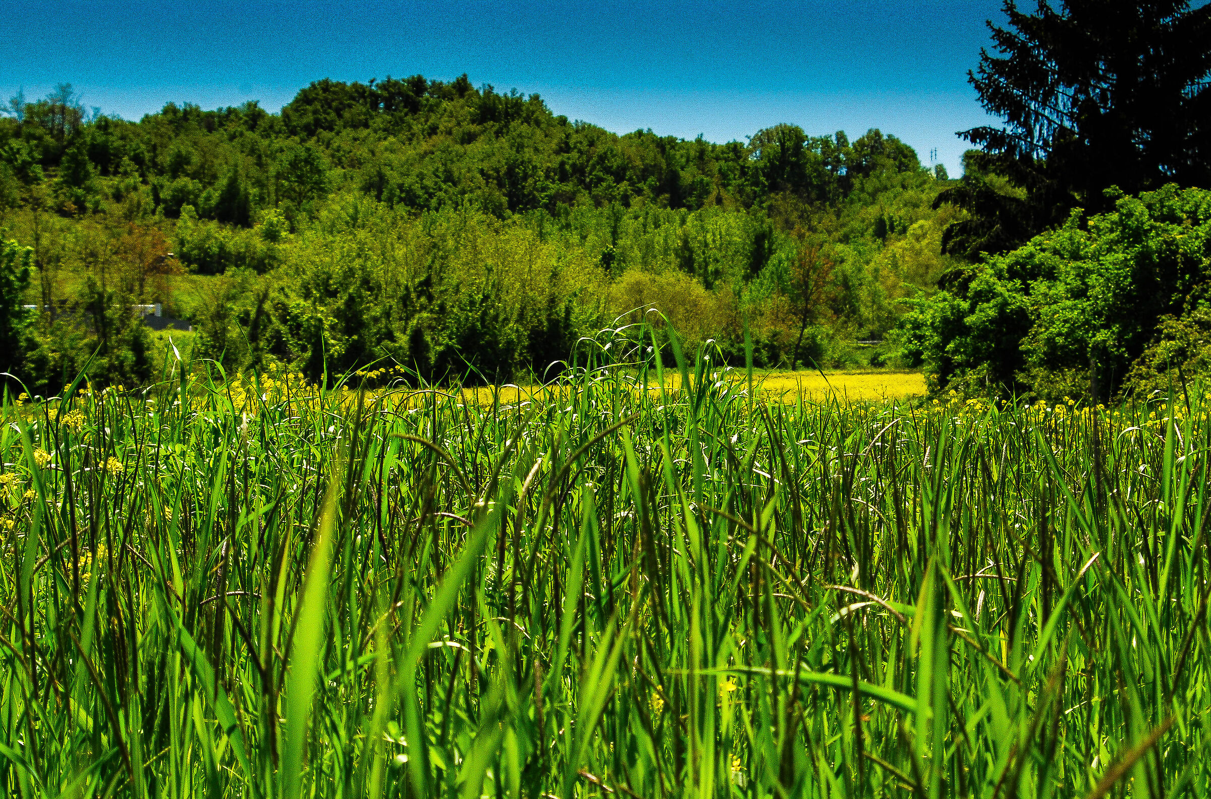 Peace in nature