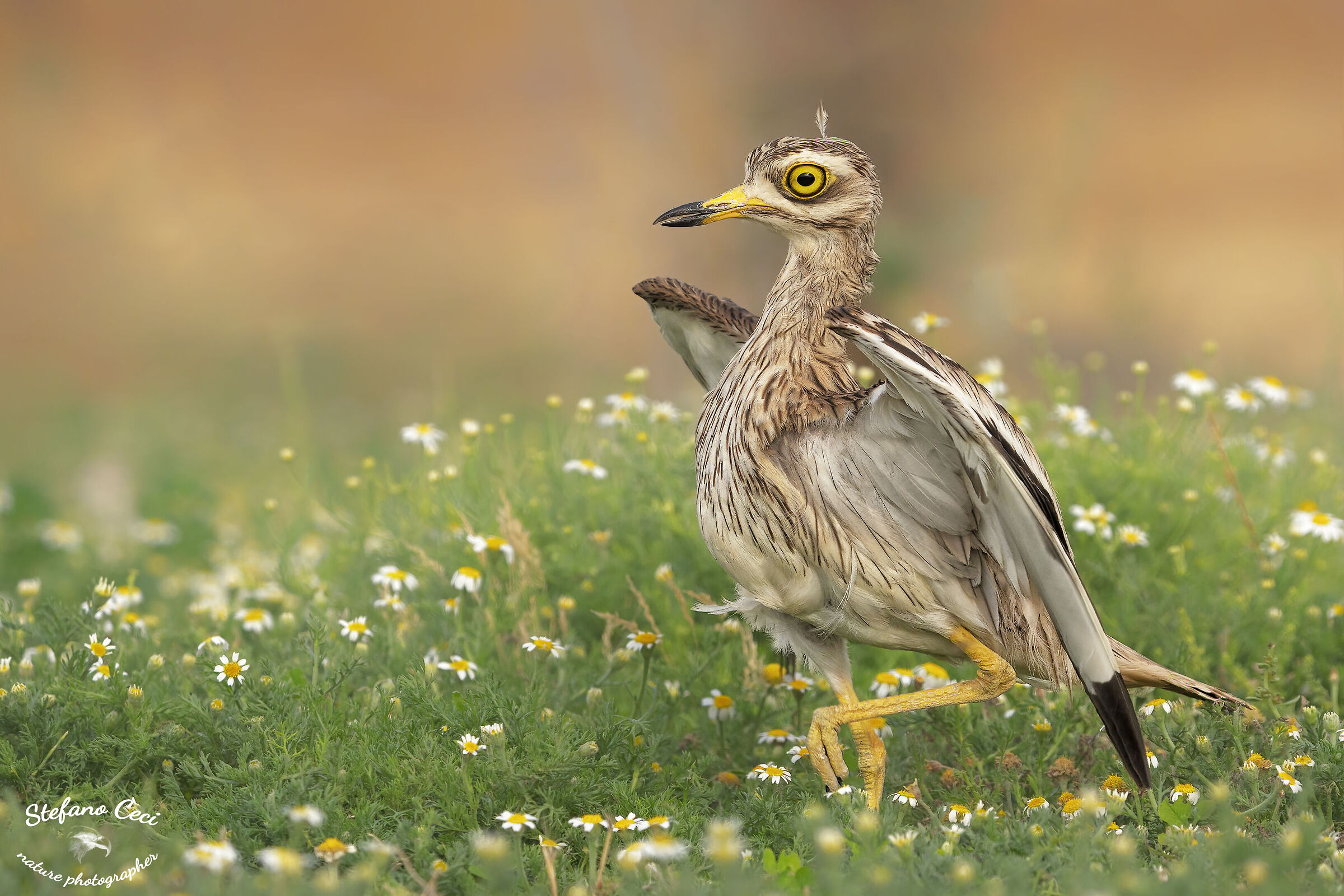 the dance of the Occhione