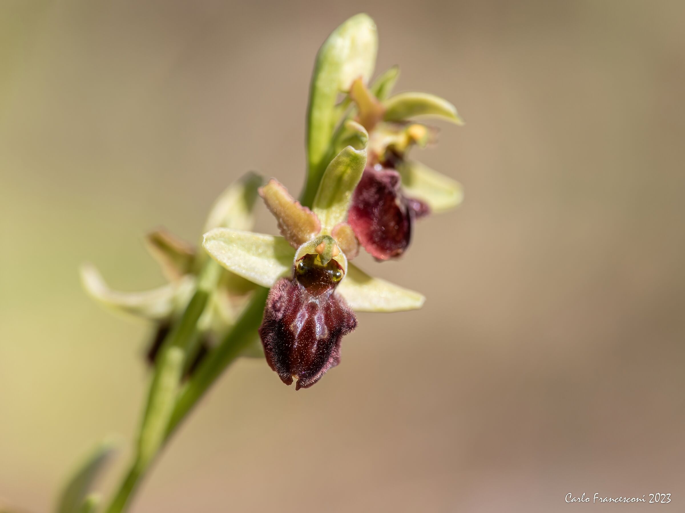 Wild orchids Apuan Alps