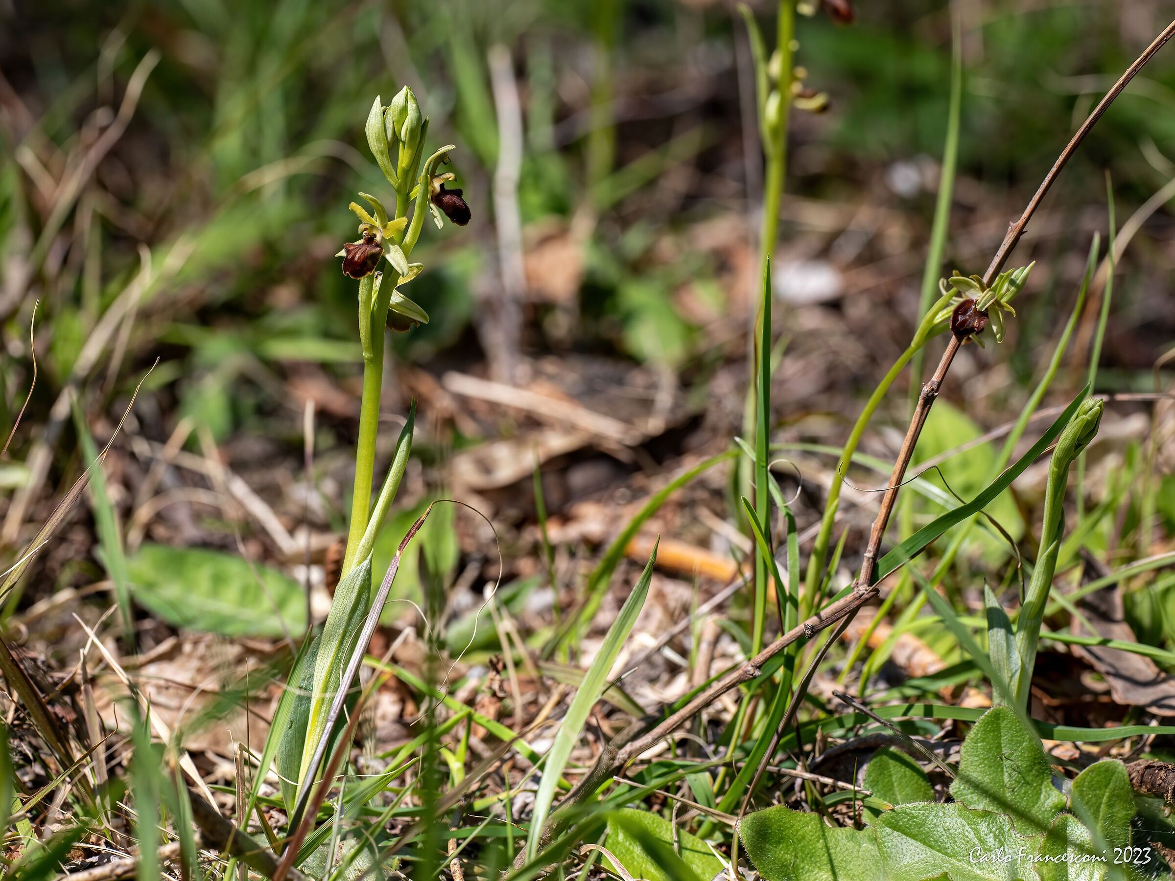 Wild orchids Apuan Alps