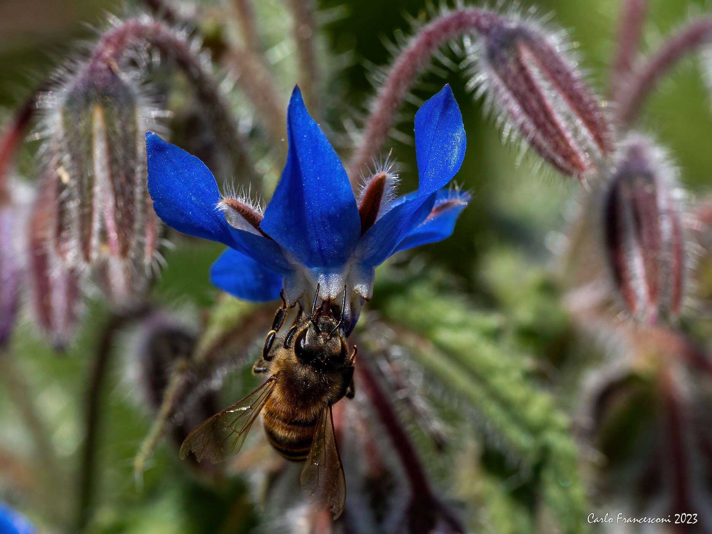 Boragine and Bees