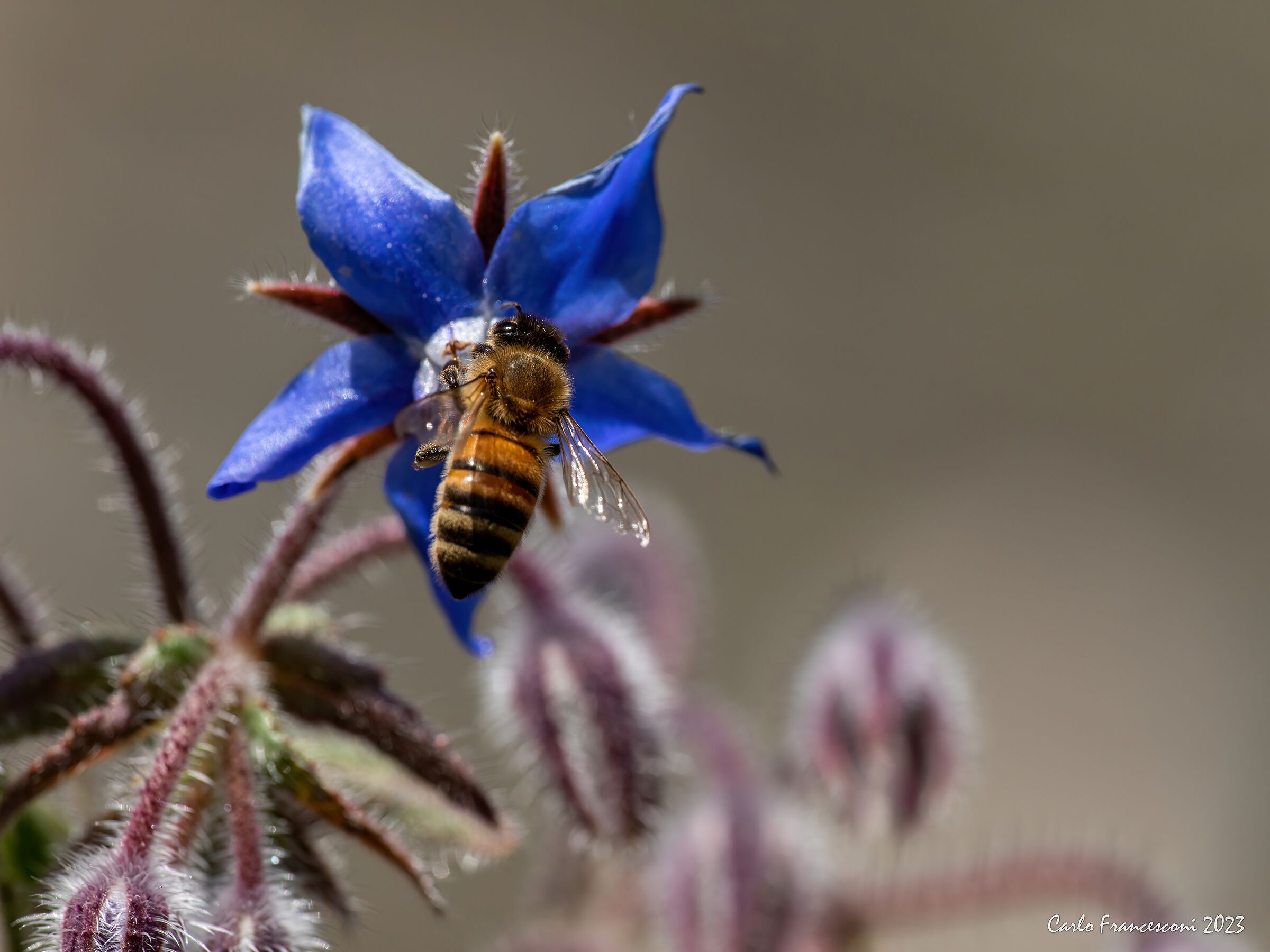 Boragine and Bees