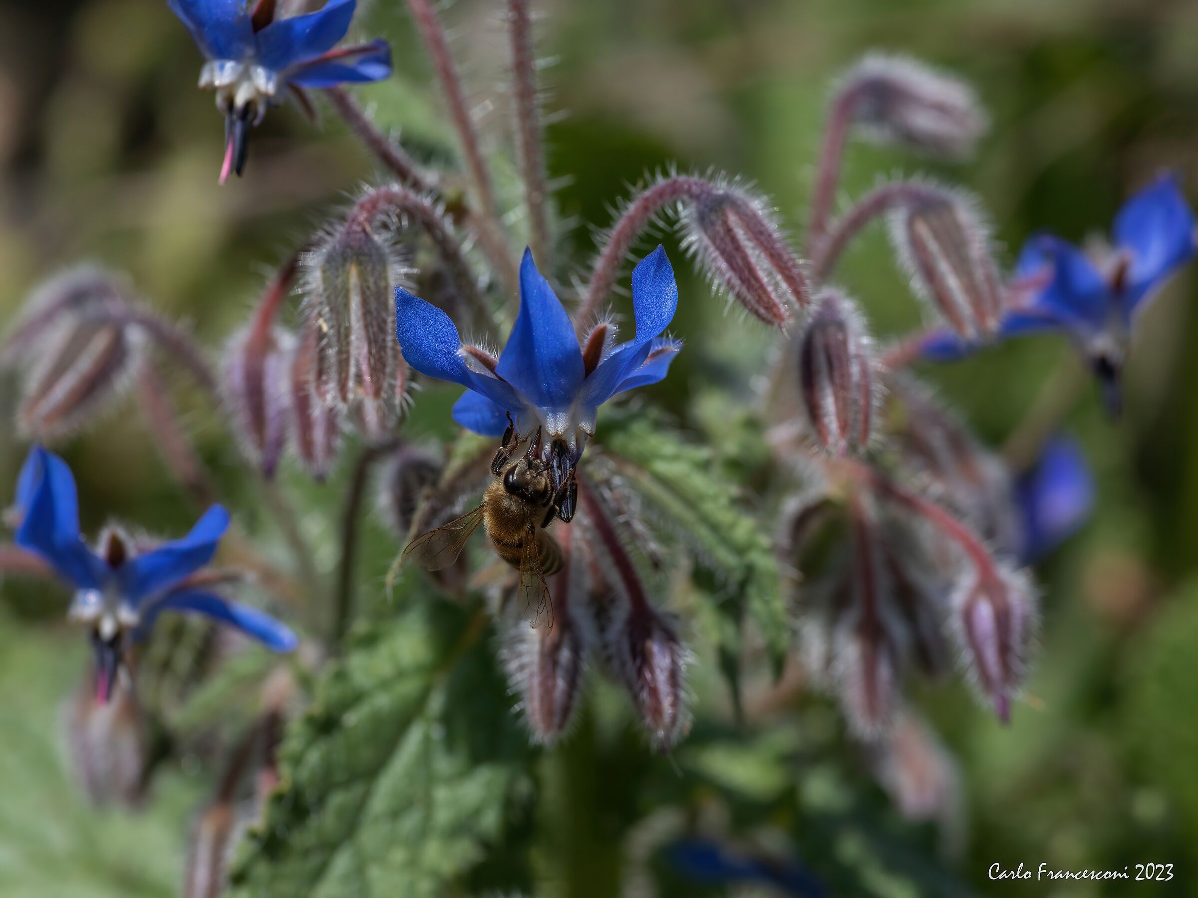 Borage and Bees