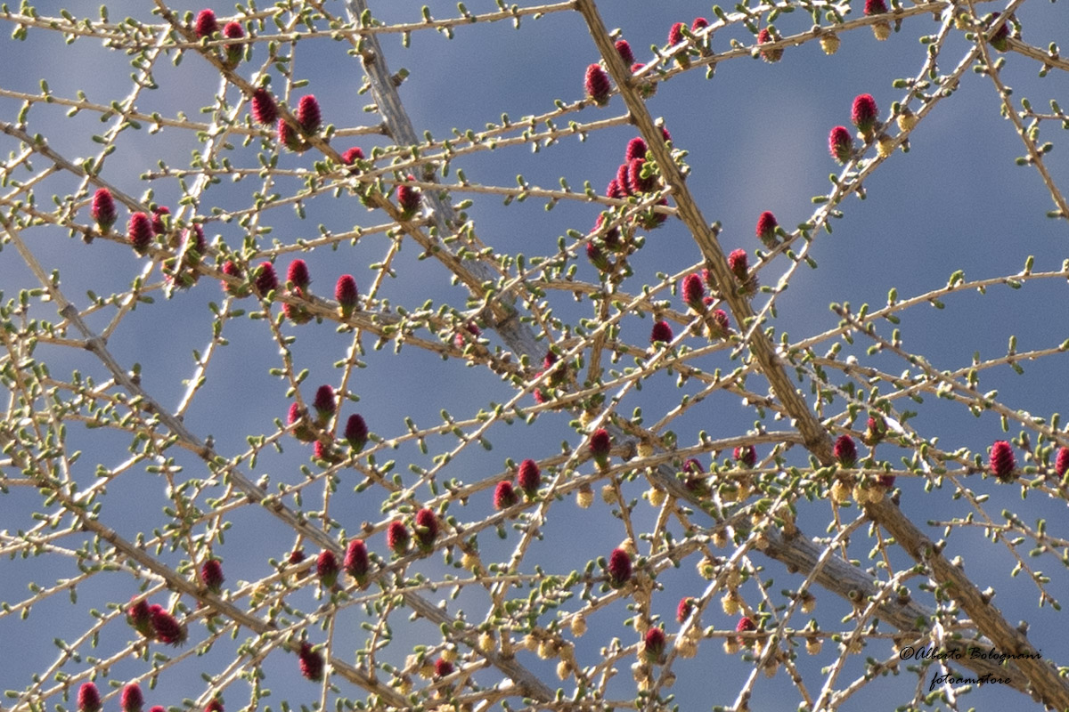 Il larice in fiore