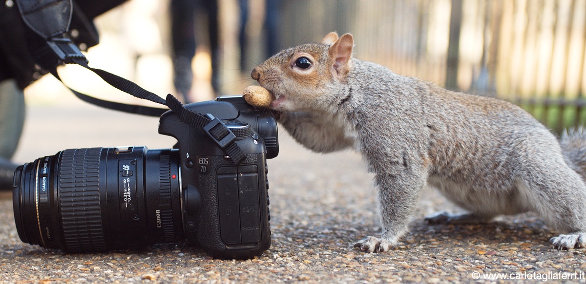 Squirrel photographer