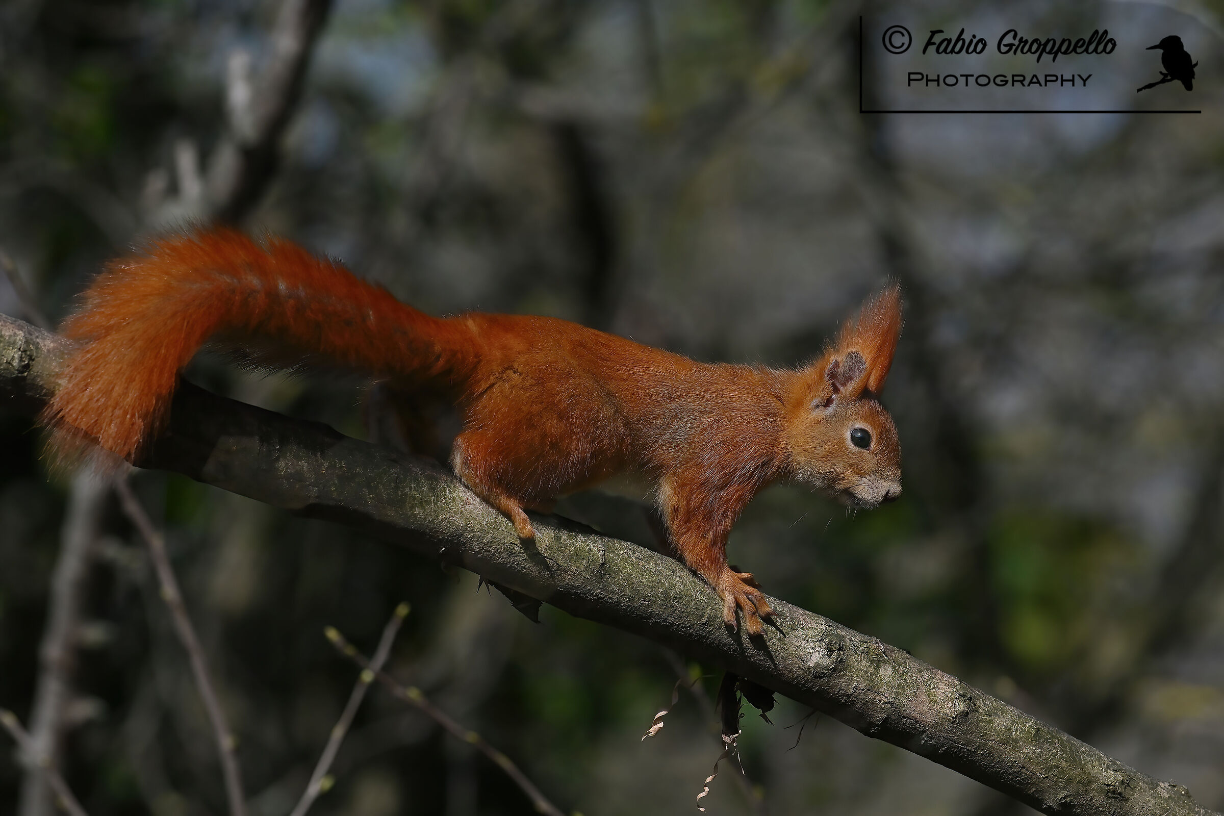 Red Squirrel