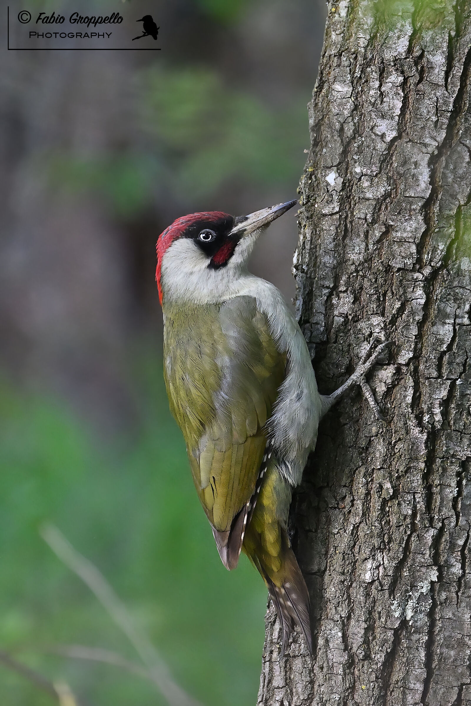 Male Green Woodpecker