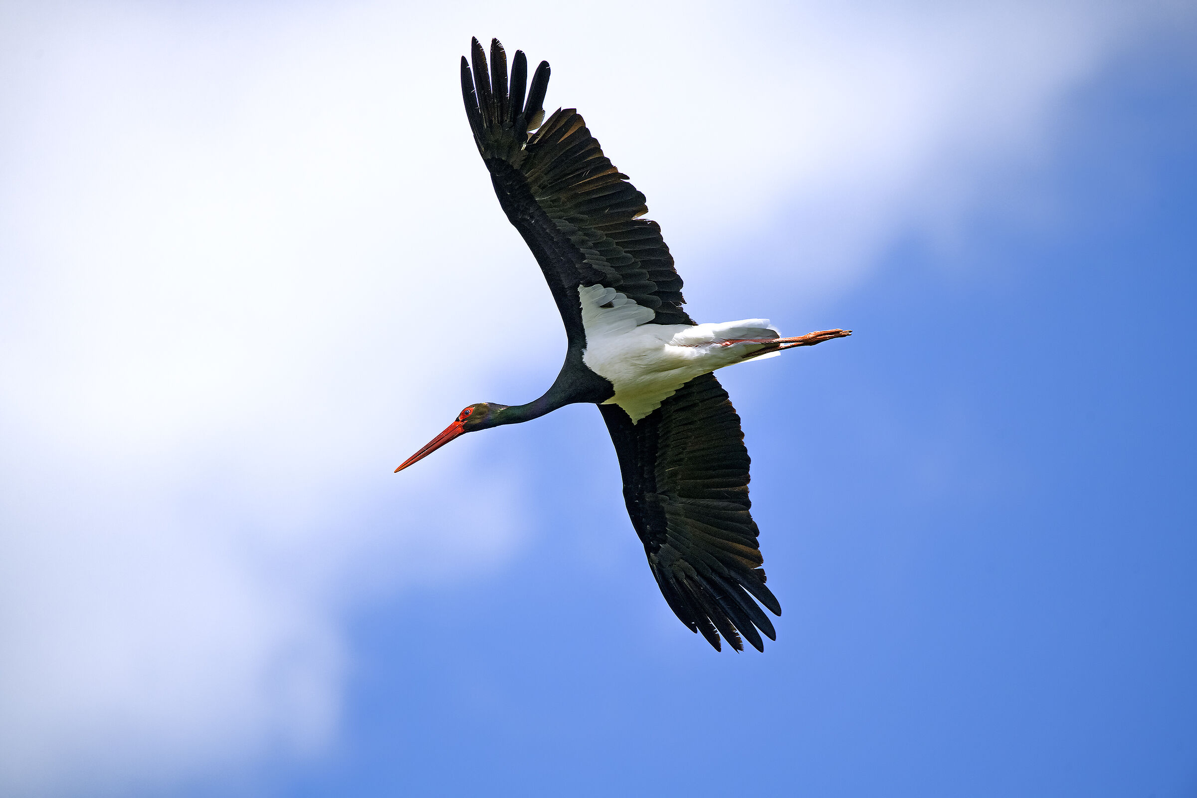 black stork