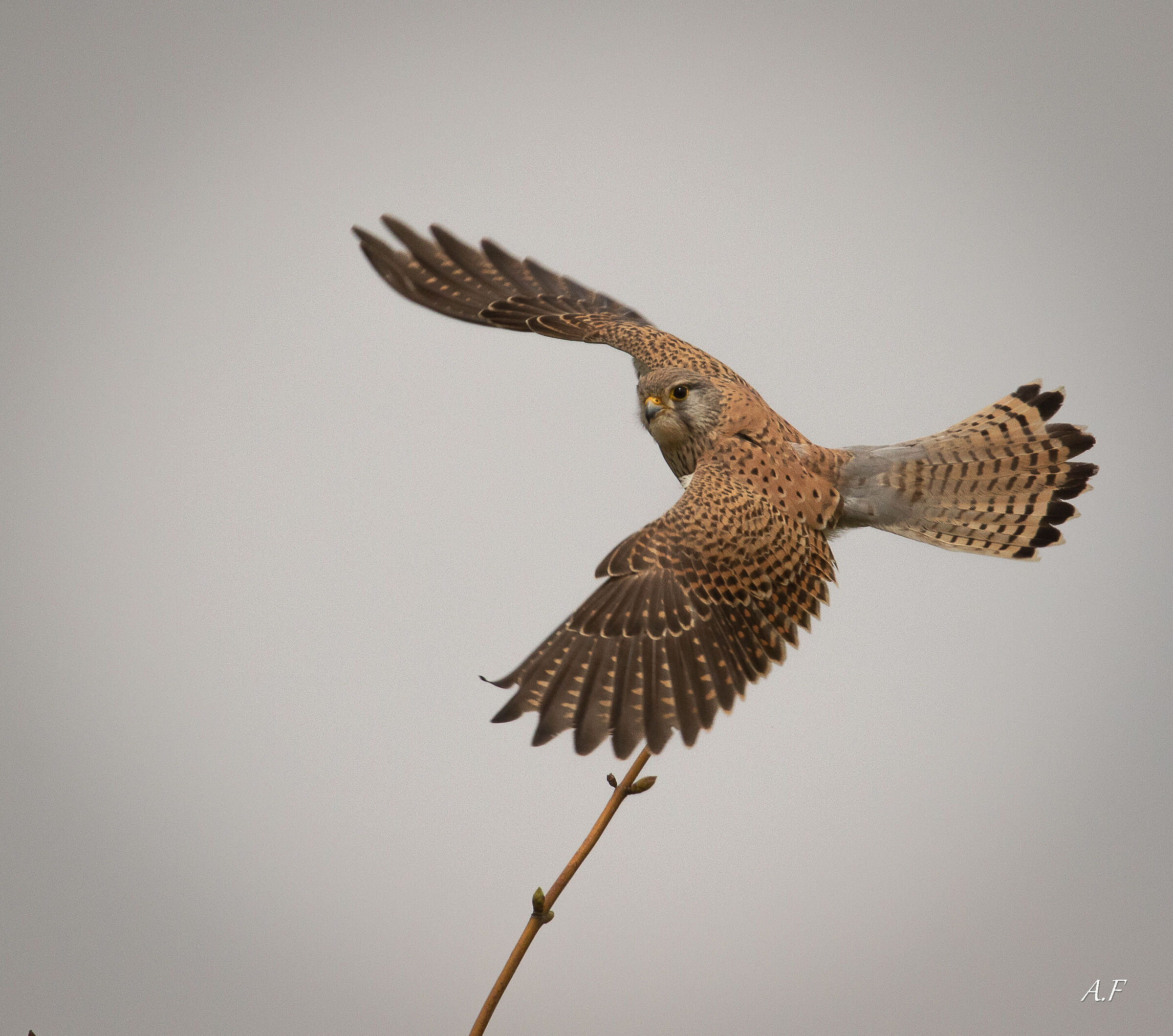 Kestrel!!!