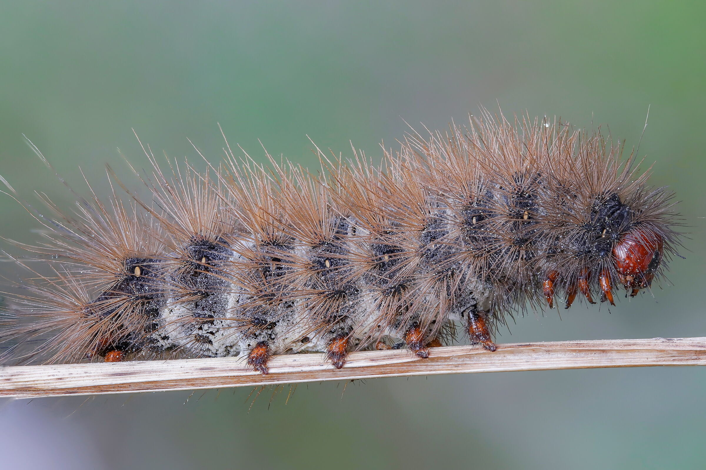 Caterpillar of Arctia villica