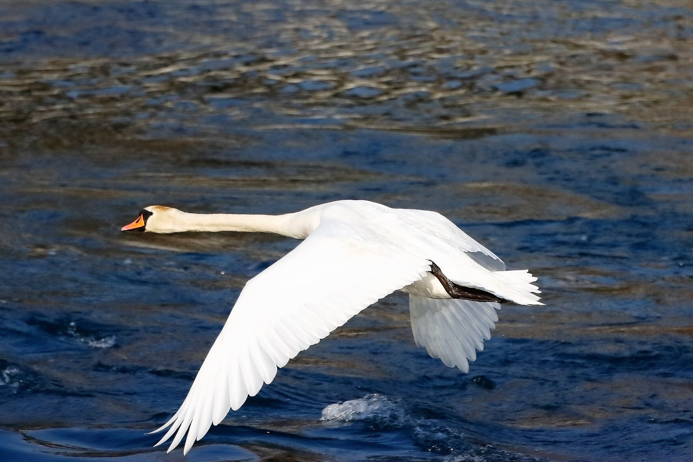 Cigno R 17 febbraio 2023