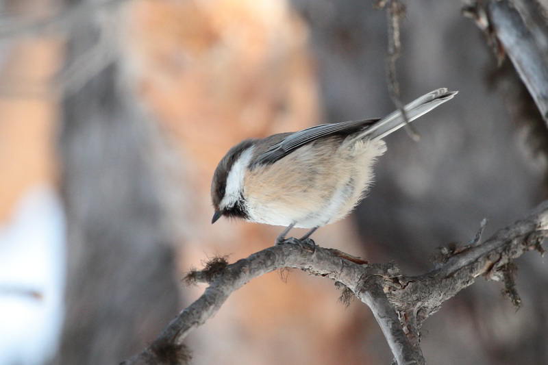 Siberian Tit