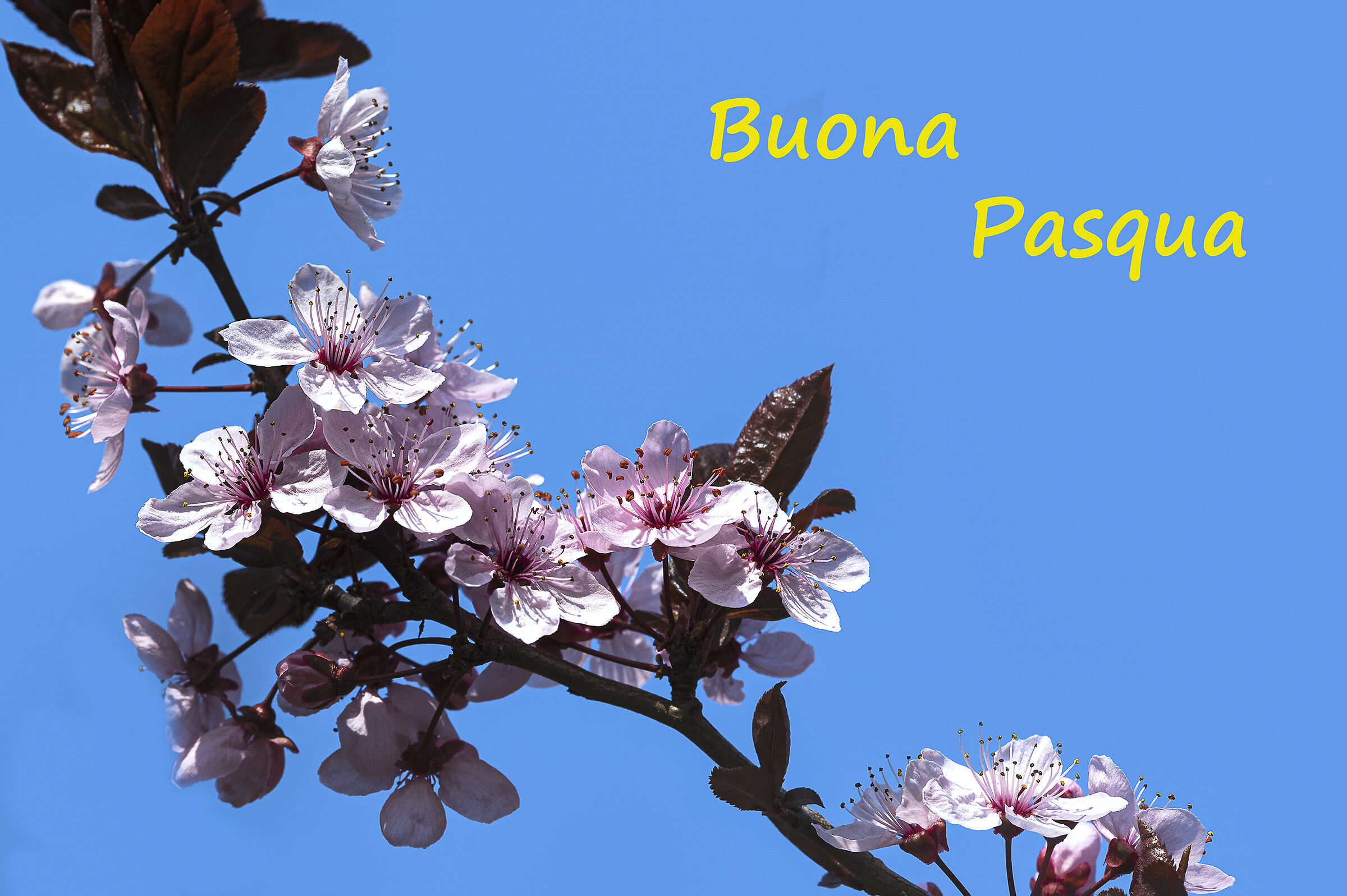 Auguri di Buona Pasqua