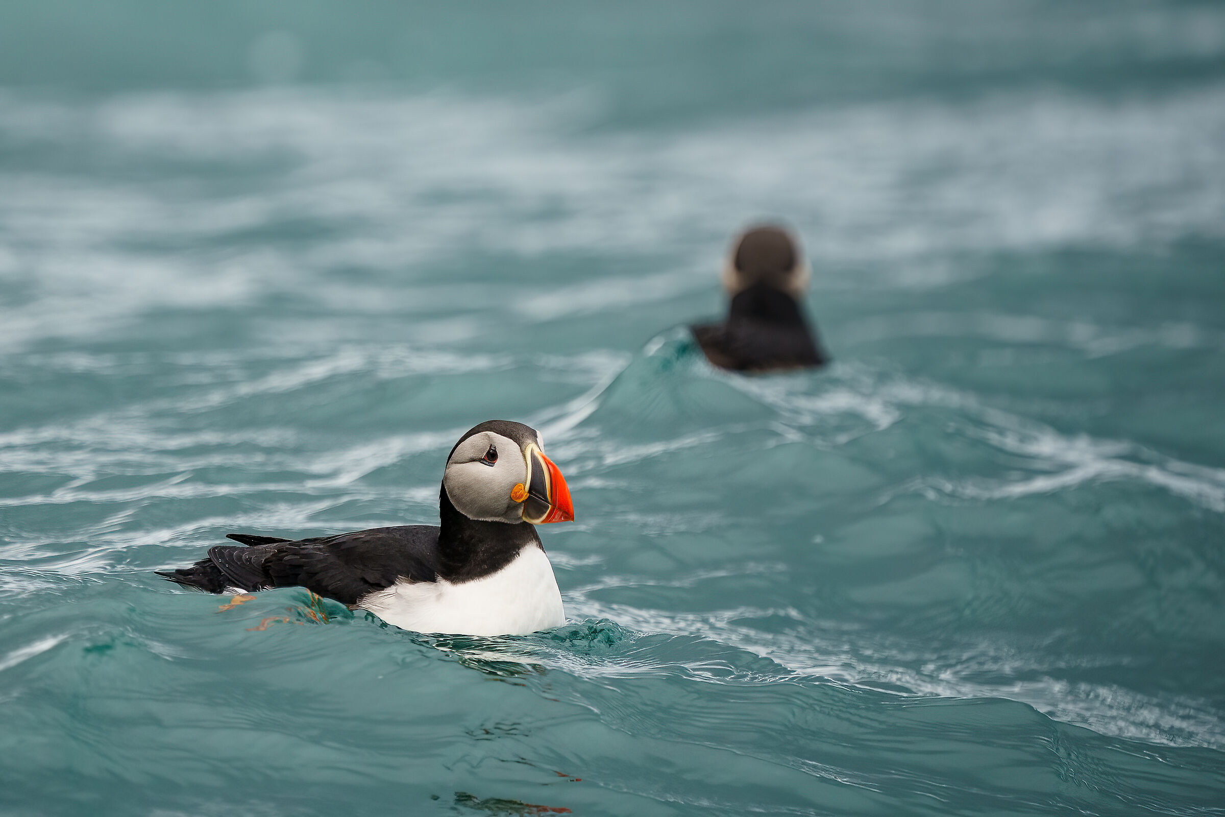 Pulcinella di mare - Svalbard