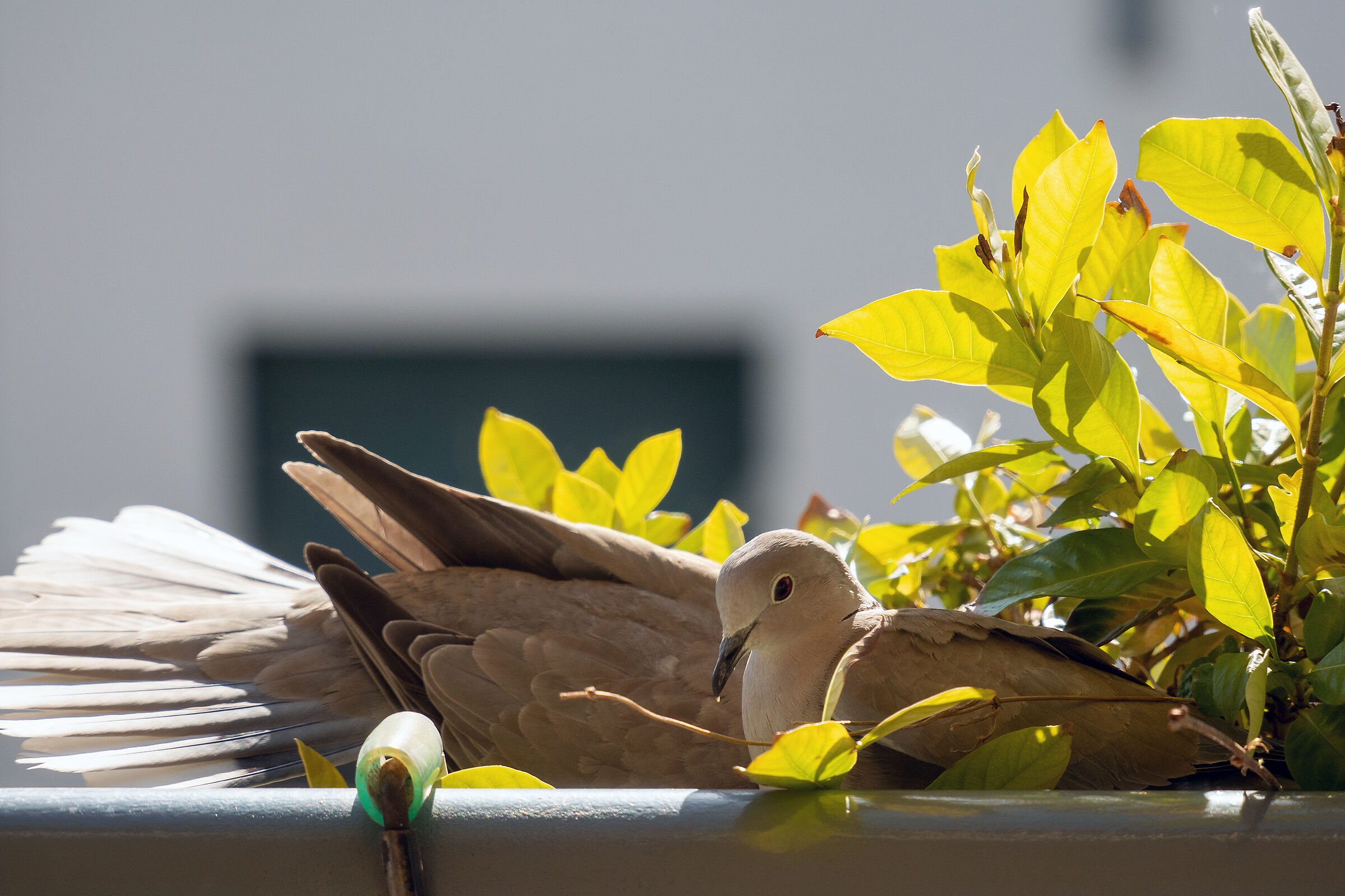 Tortore 2 - la creazione del nido