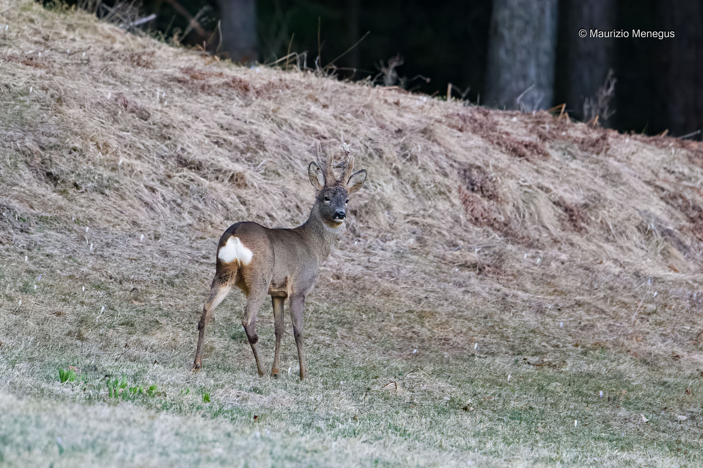Maschio di capriolo ad aprile Dolomiti