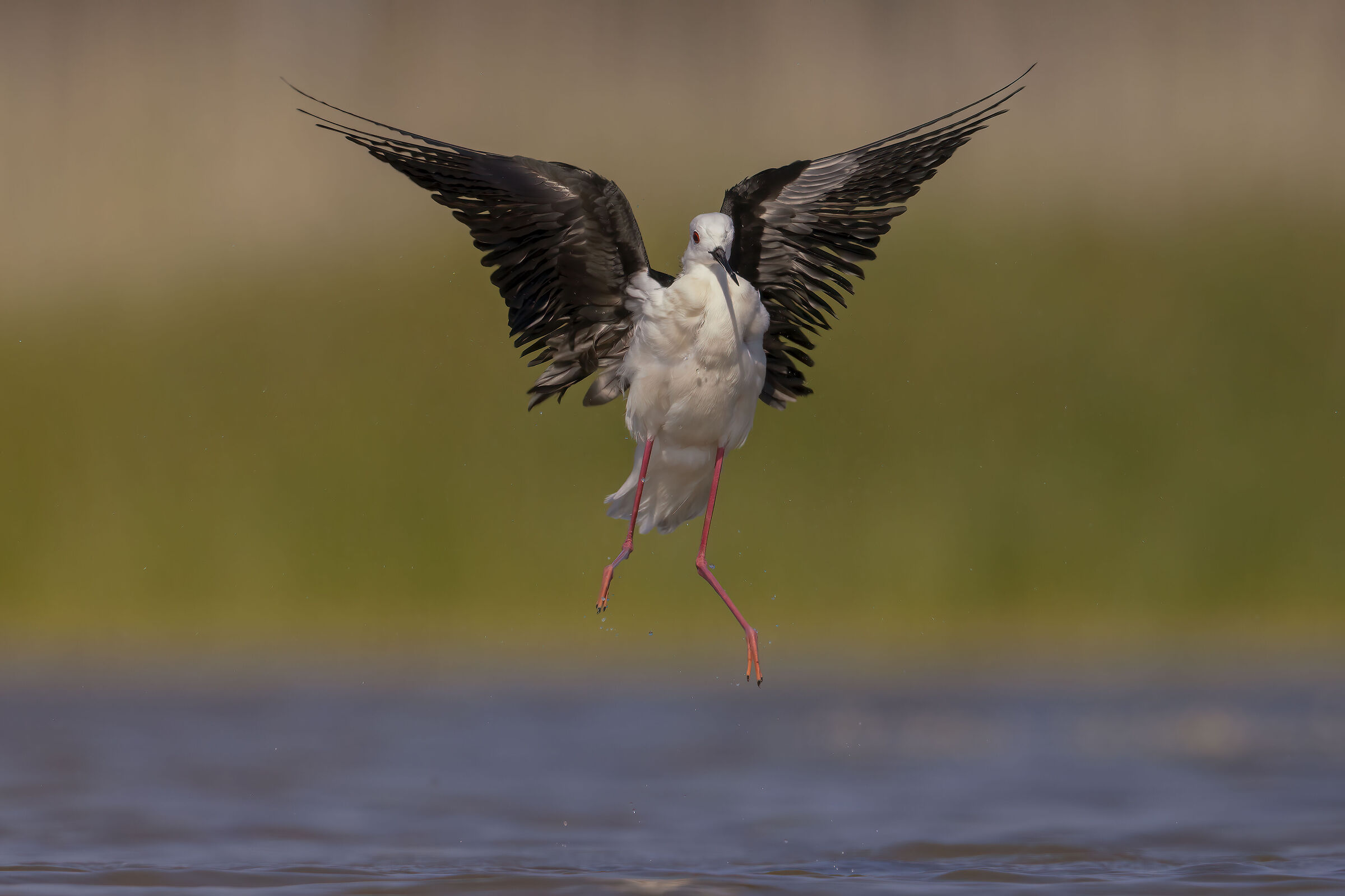 primo cavaliere d'italia del 2023