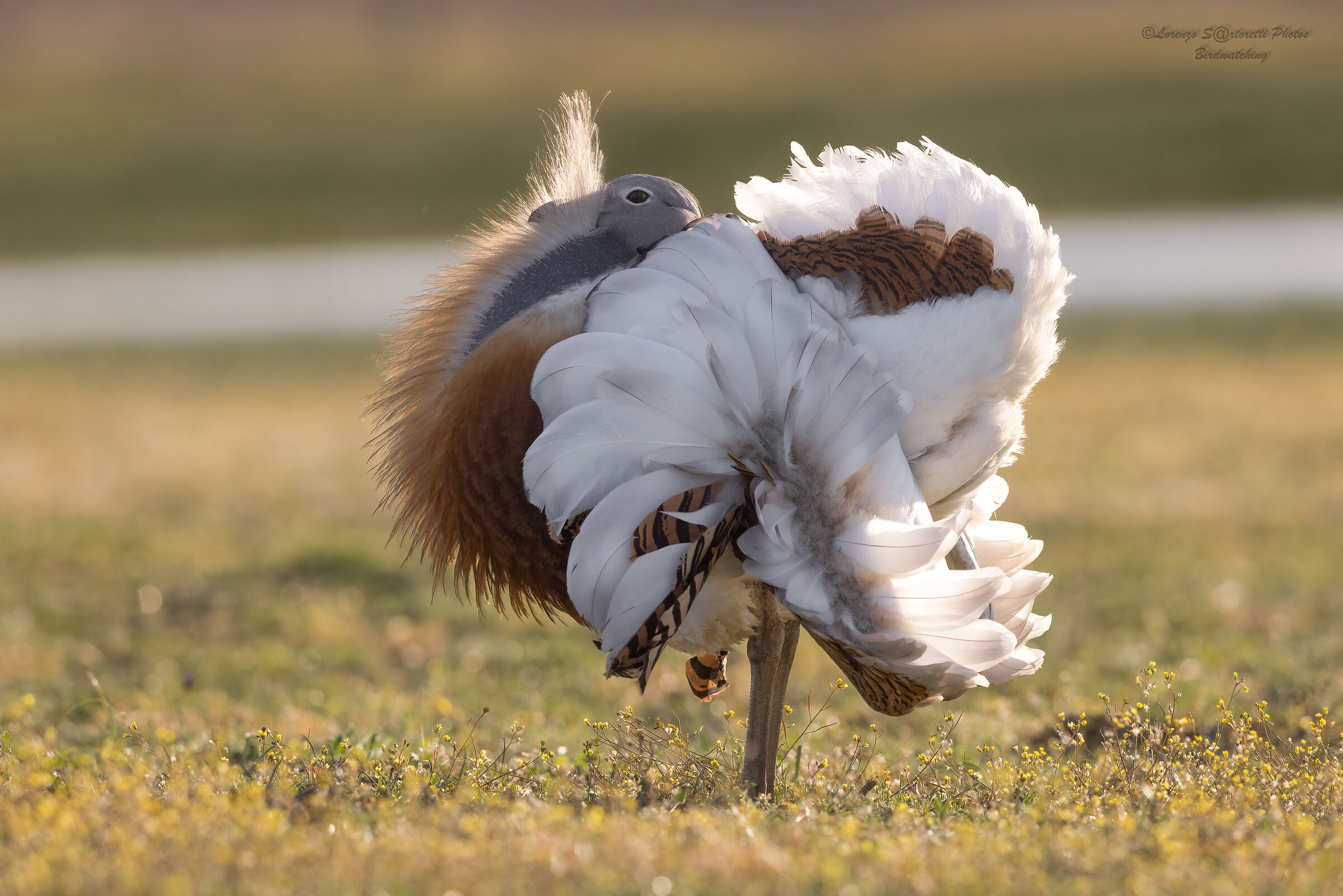 Bustard m.