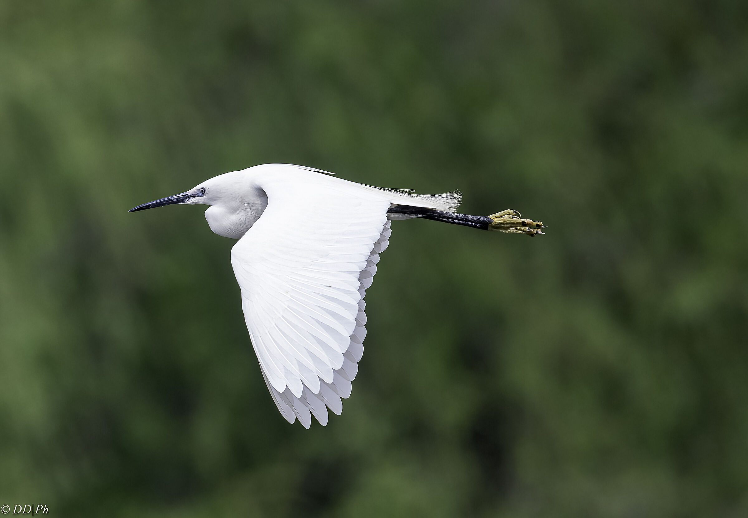 Egret
