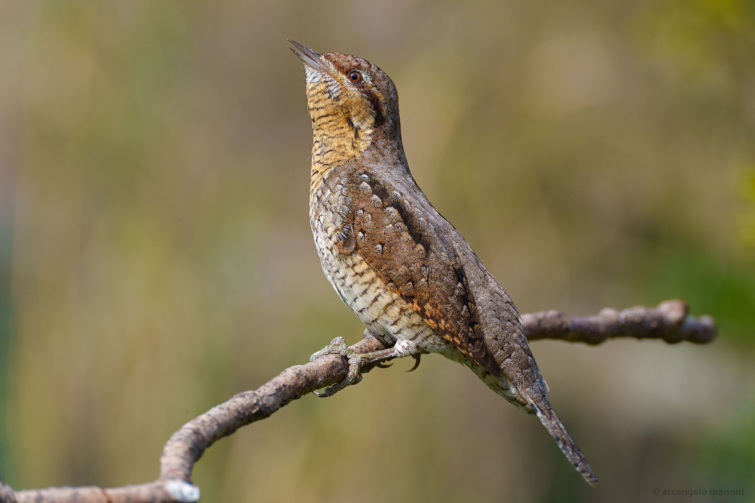 The prayer of the stiff neck