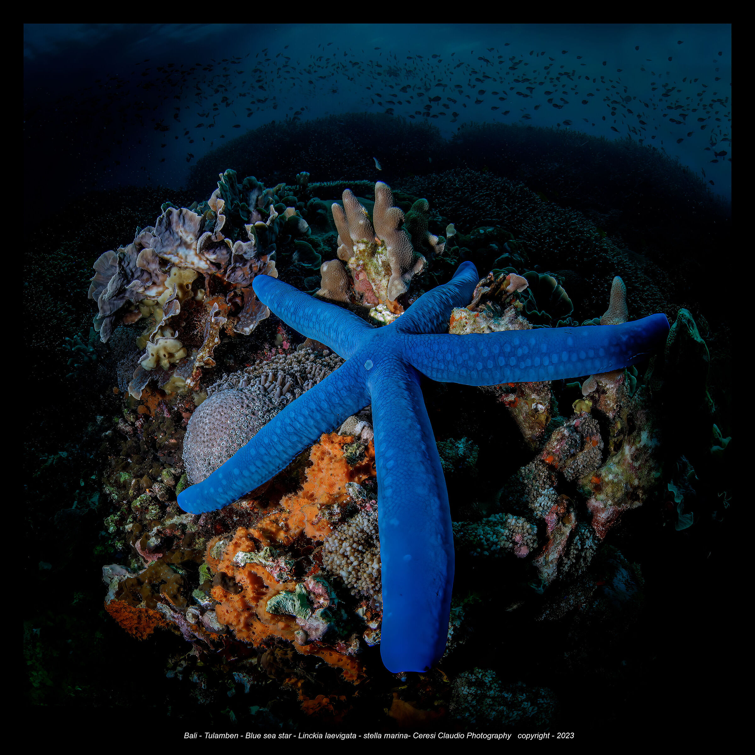 Blue sea star